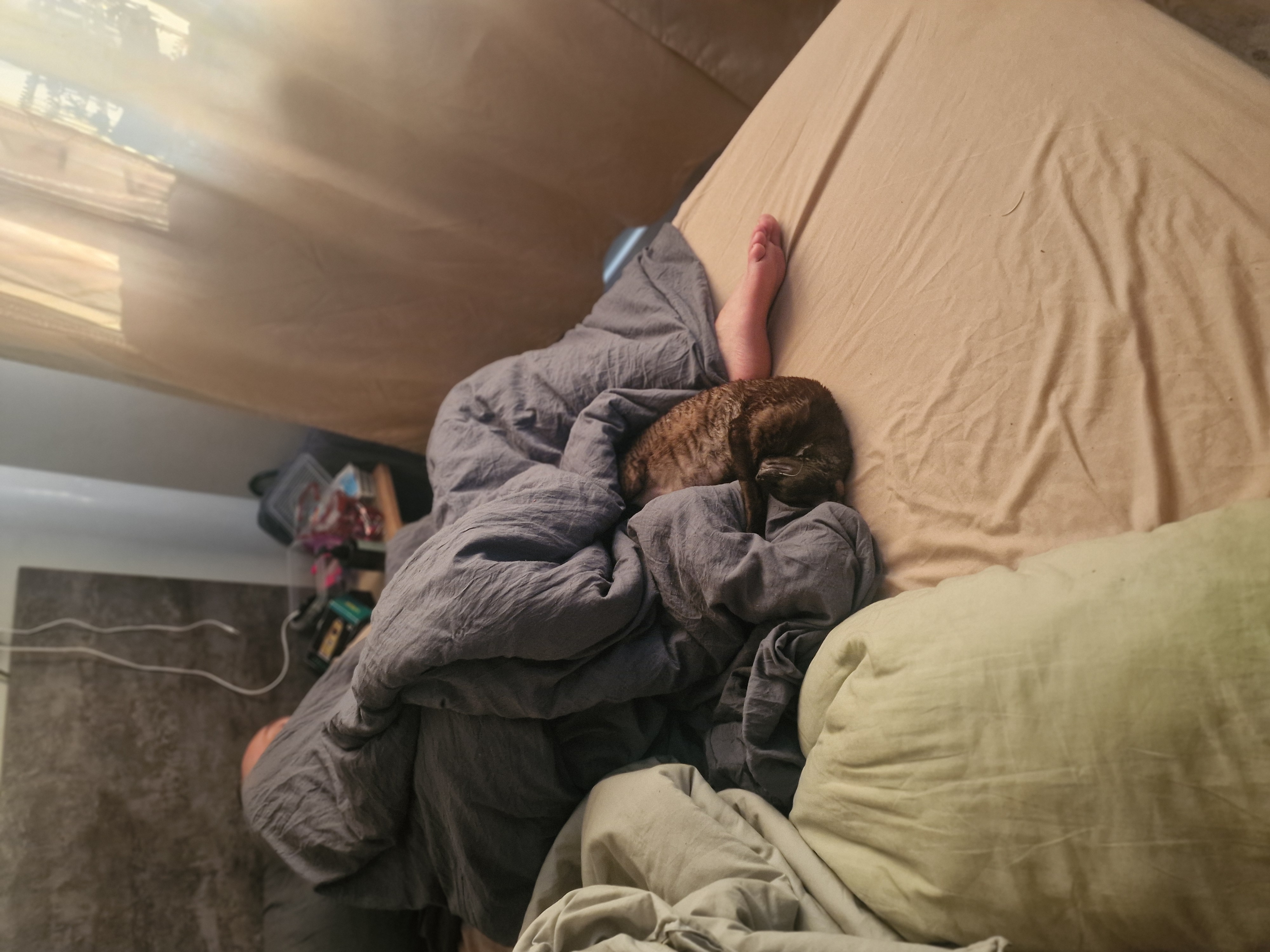 Фото питомца: кошка и муж. Из цикла «Застукано. Лучшие позы для сна»