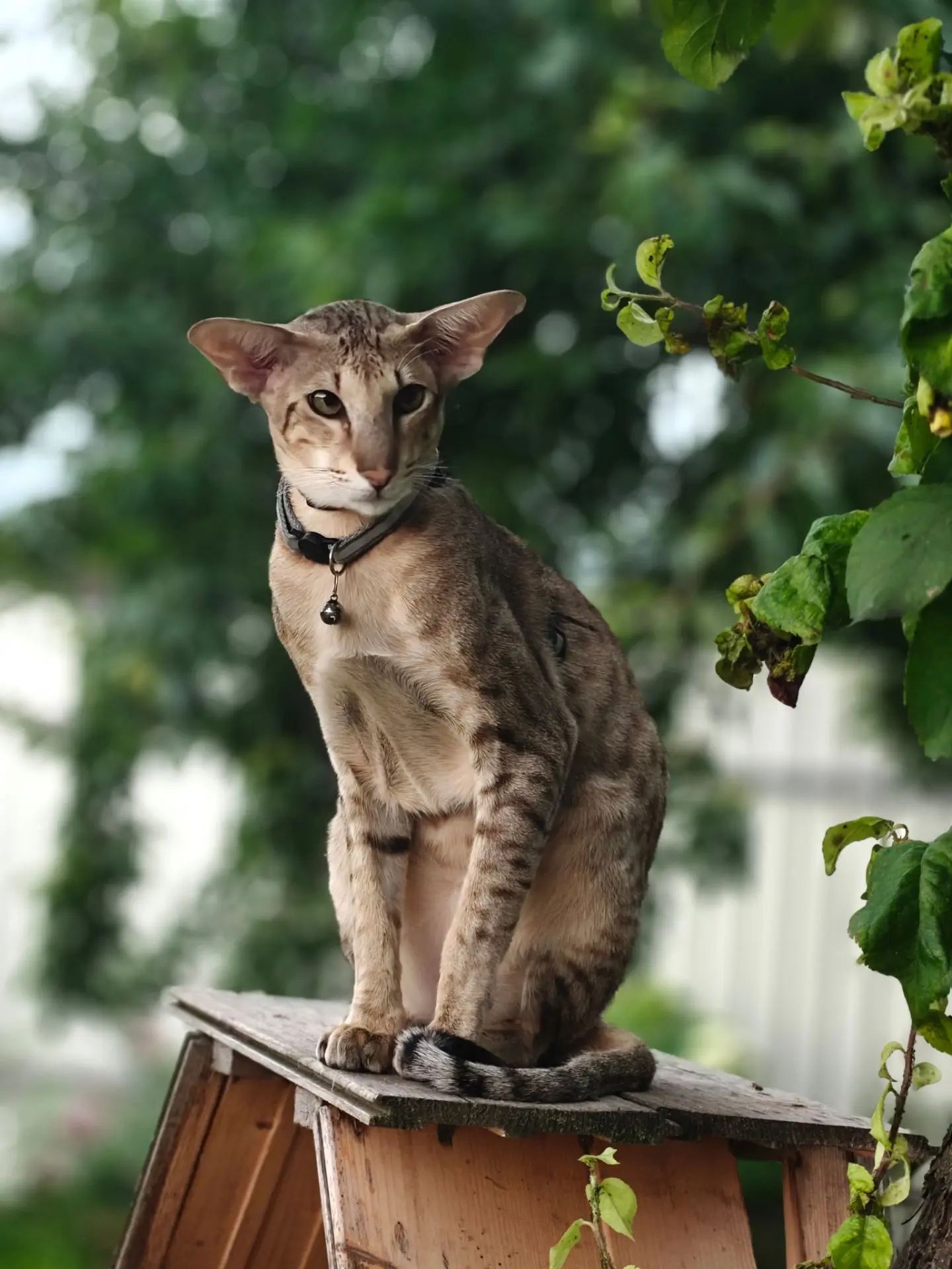Фото питомца: коту Кеше 1 годик