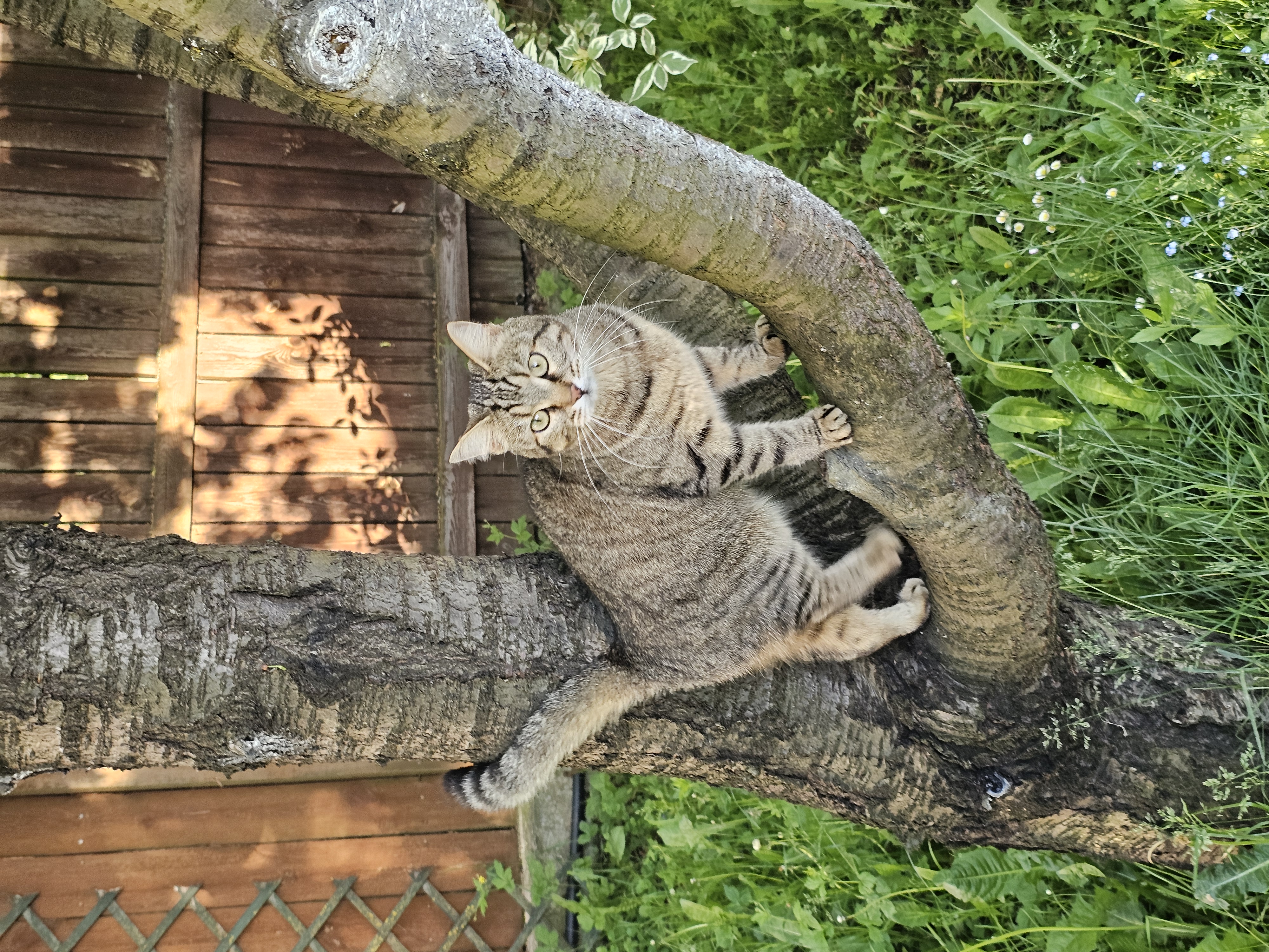 Фото питомца: кошка Варди залезла на дерево