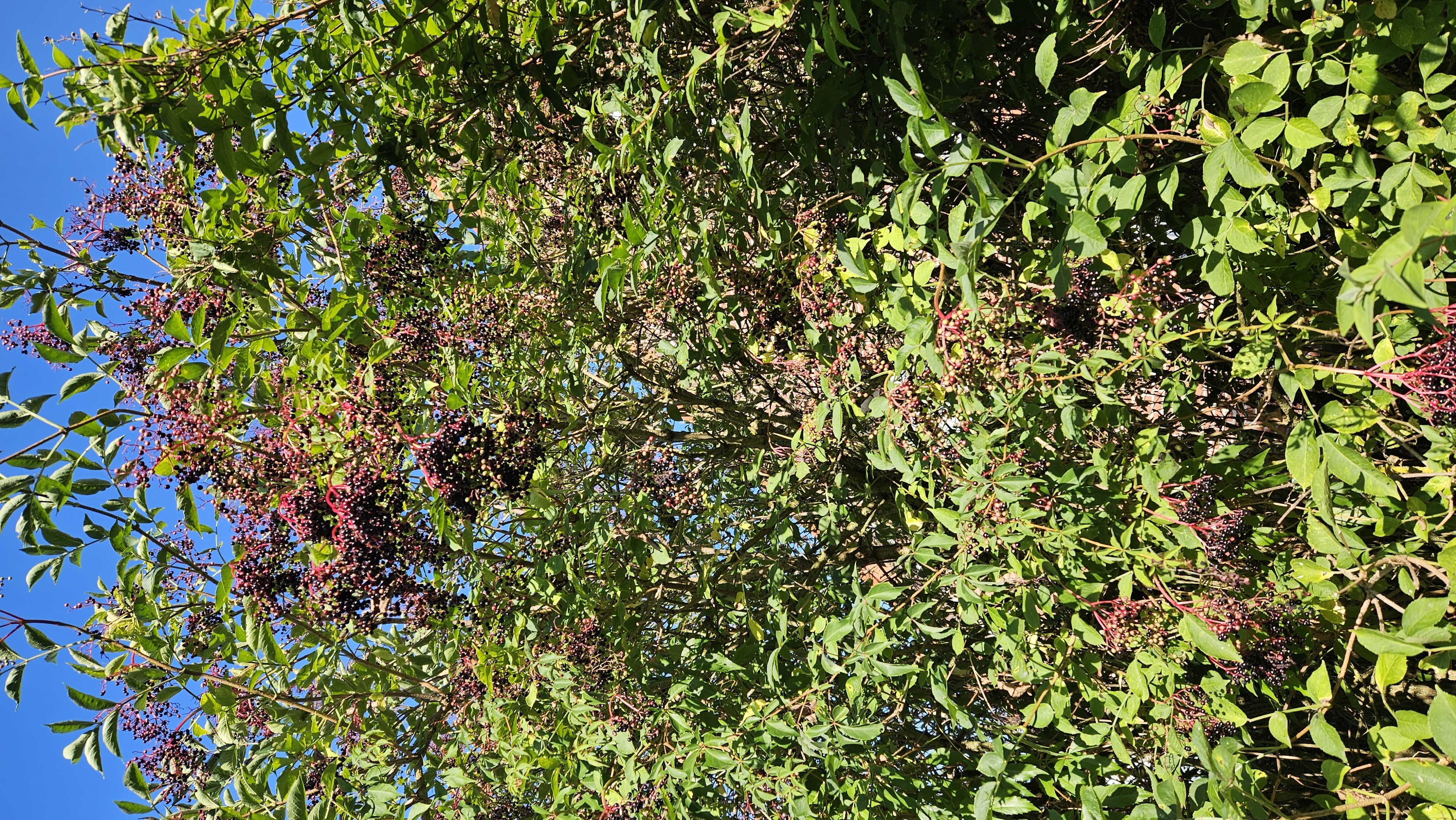 Мобильные фото: бузина черная