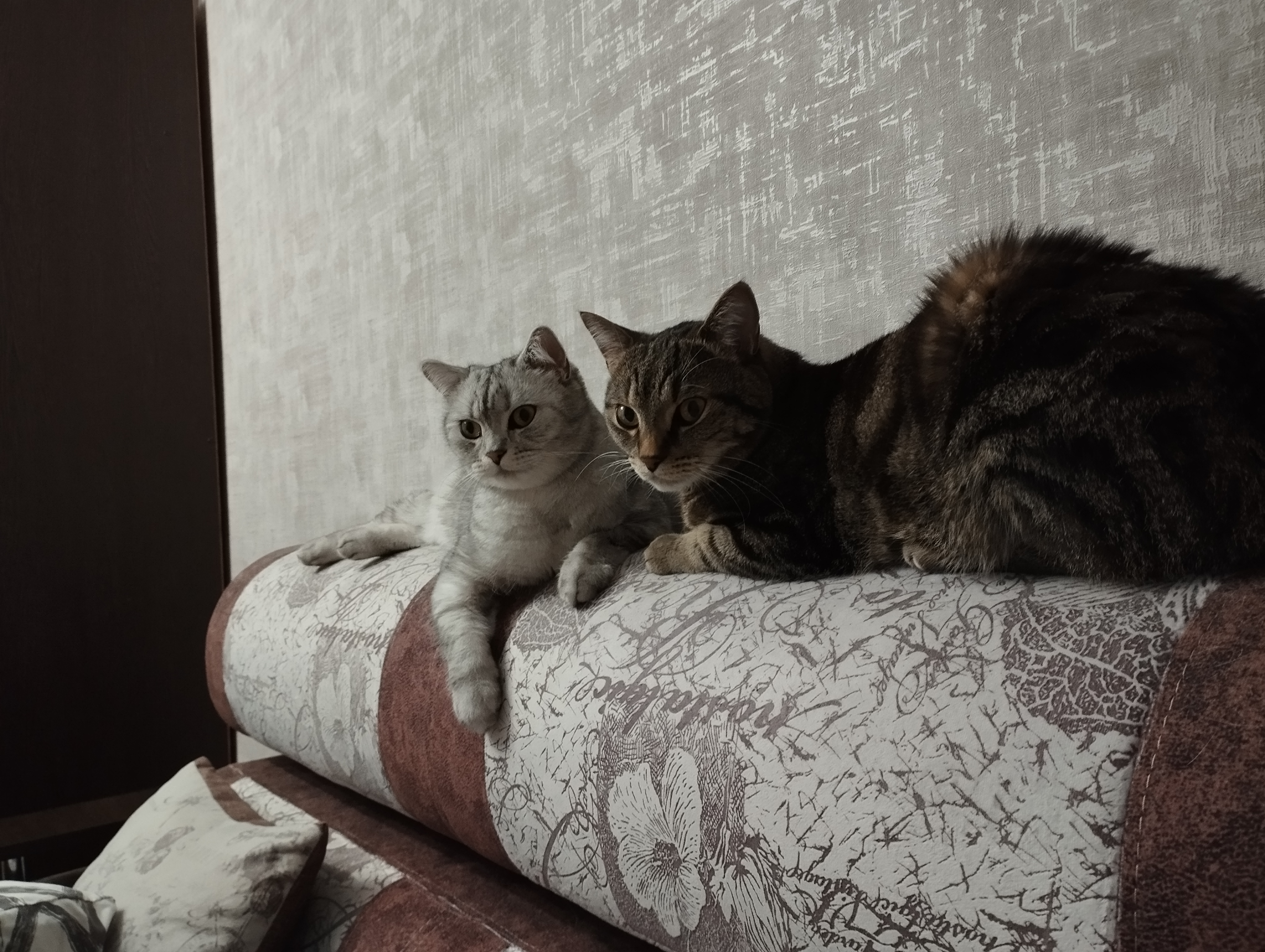 Фото питомцев: коты Марс и Яша — усато-хвостатые хулиганы