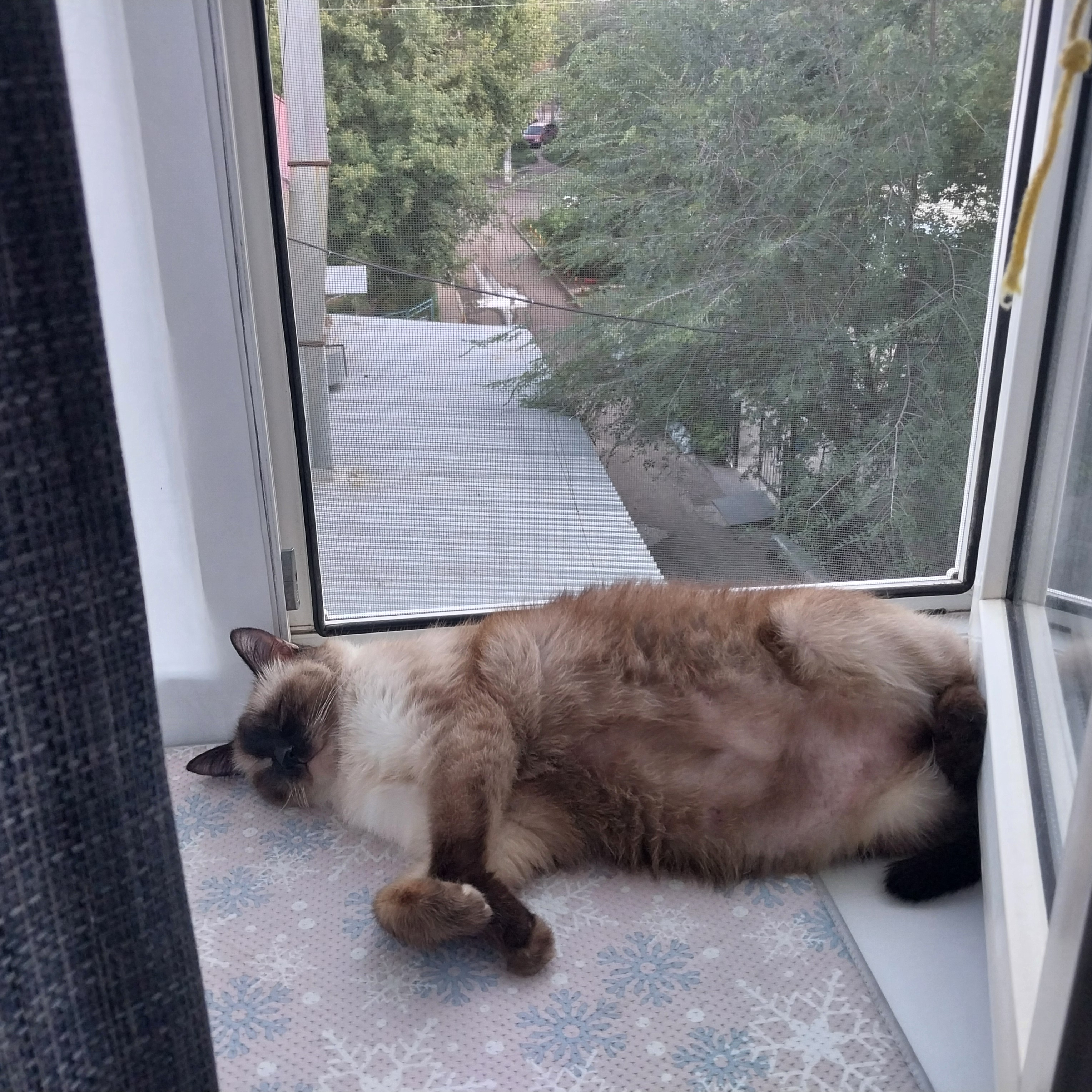 Фото питомца: кошка Фрося отдыхает в жаркий день