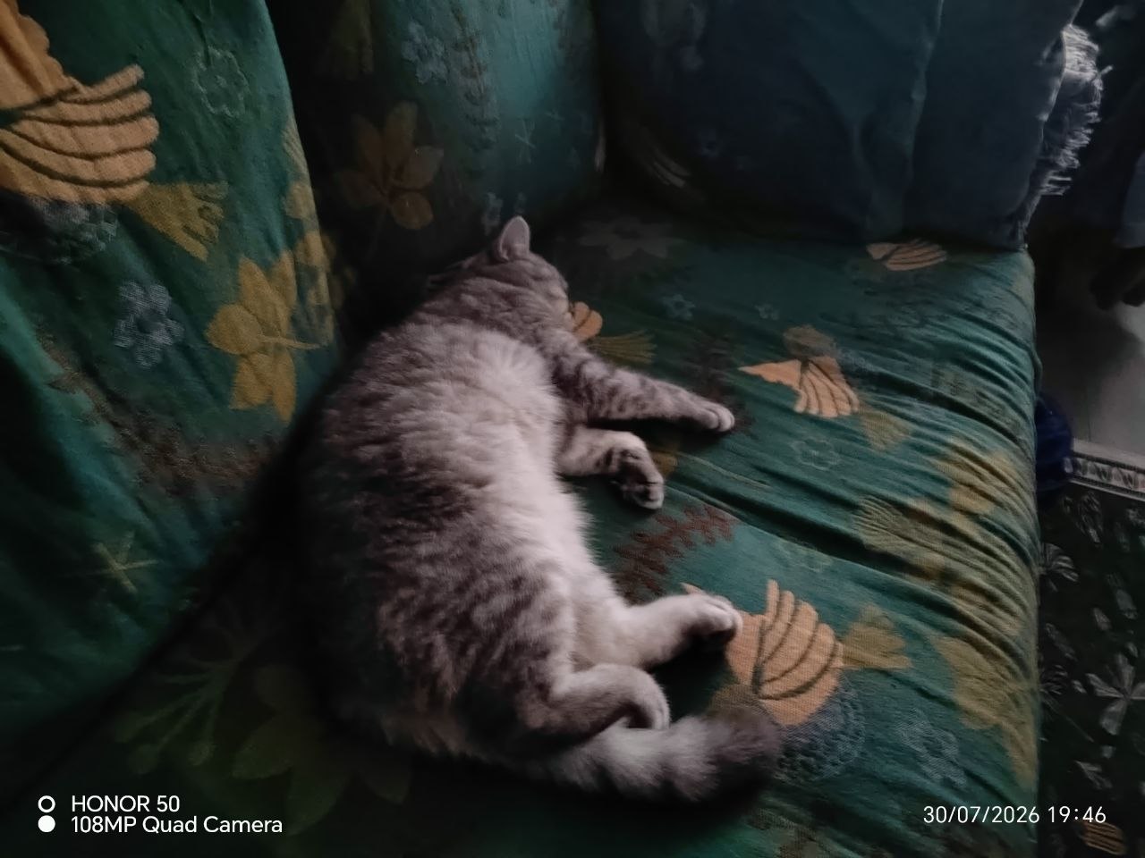 Фото питомца: кошка Масенька идеально спит