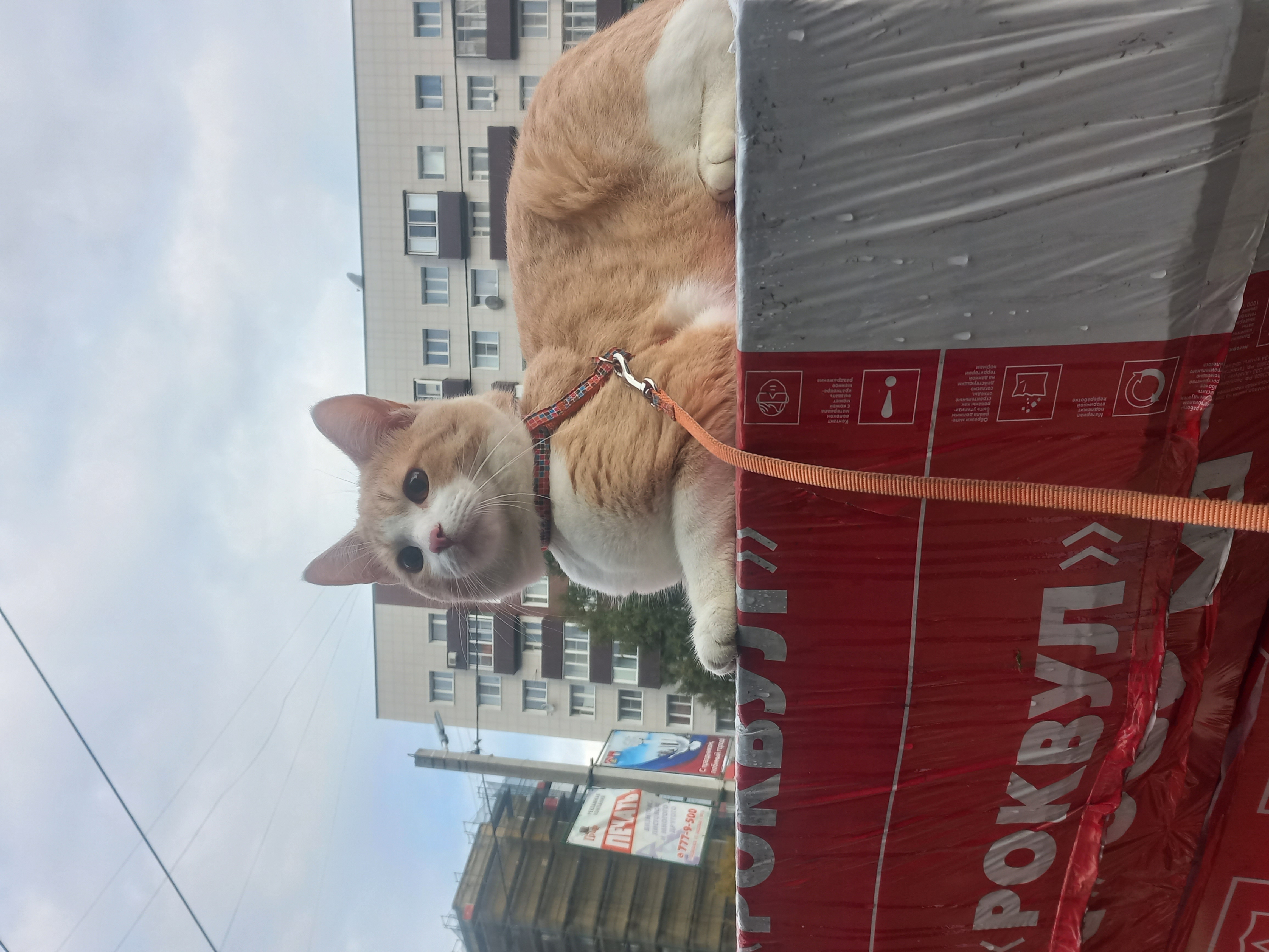 Фото питомца: кот Рыжик на прогулке