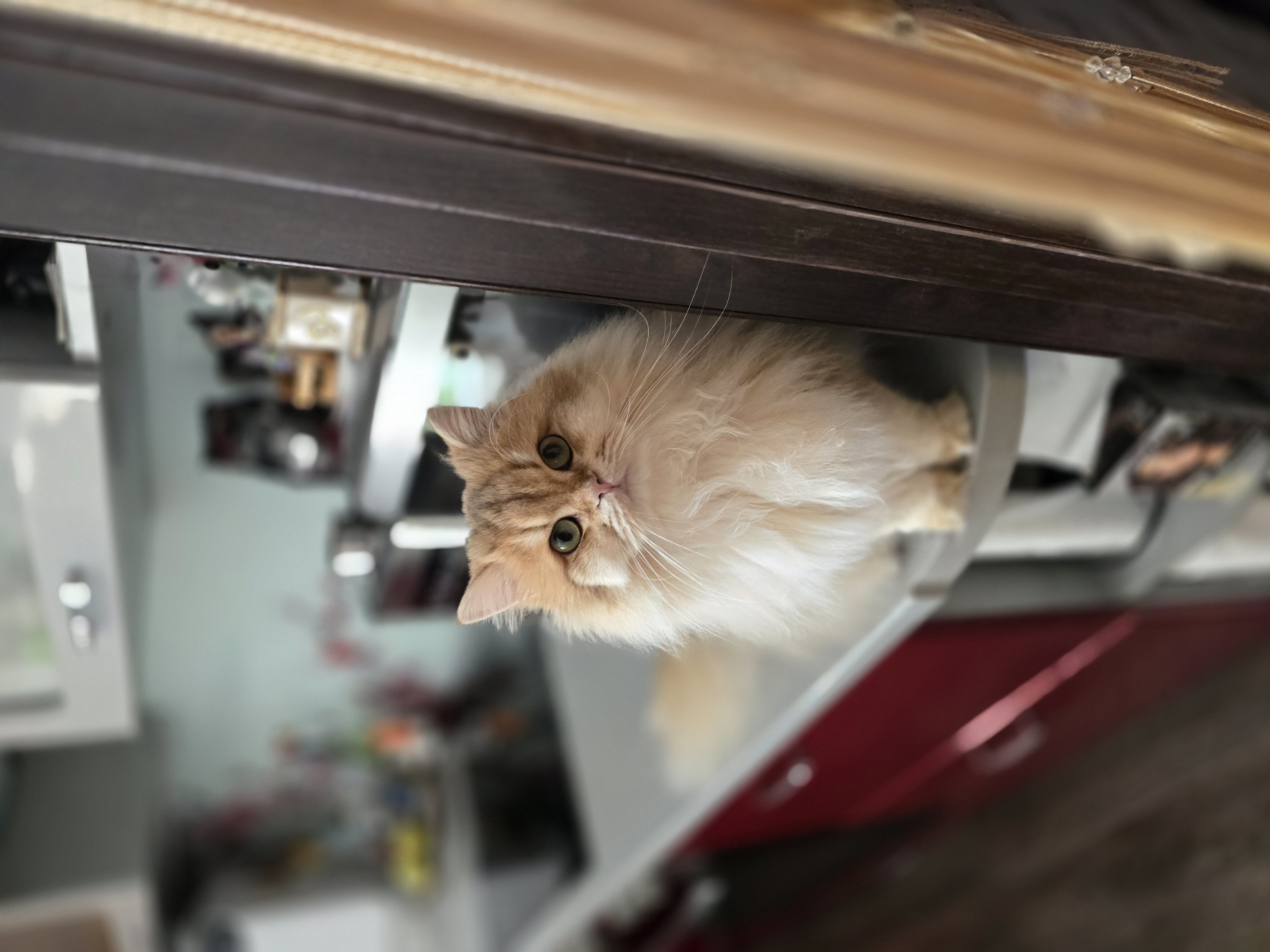 Фото пимтоца: мой чудесный которебенок