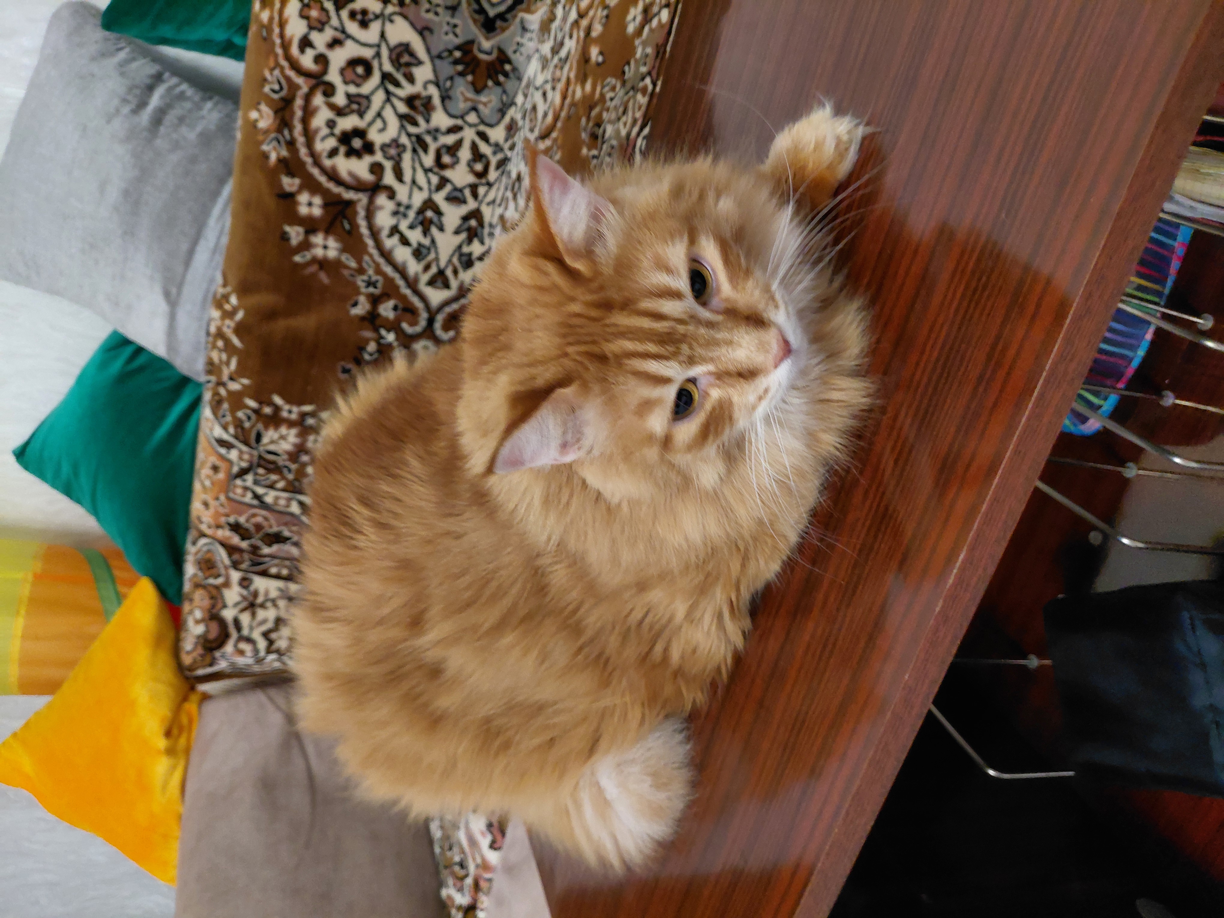 Фото питомца: кошка Маечка лежит на журнальном столике