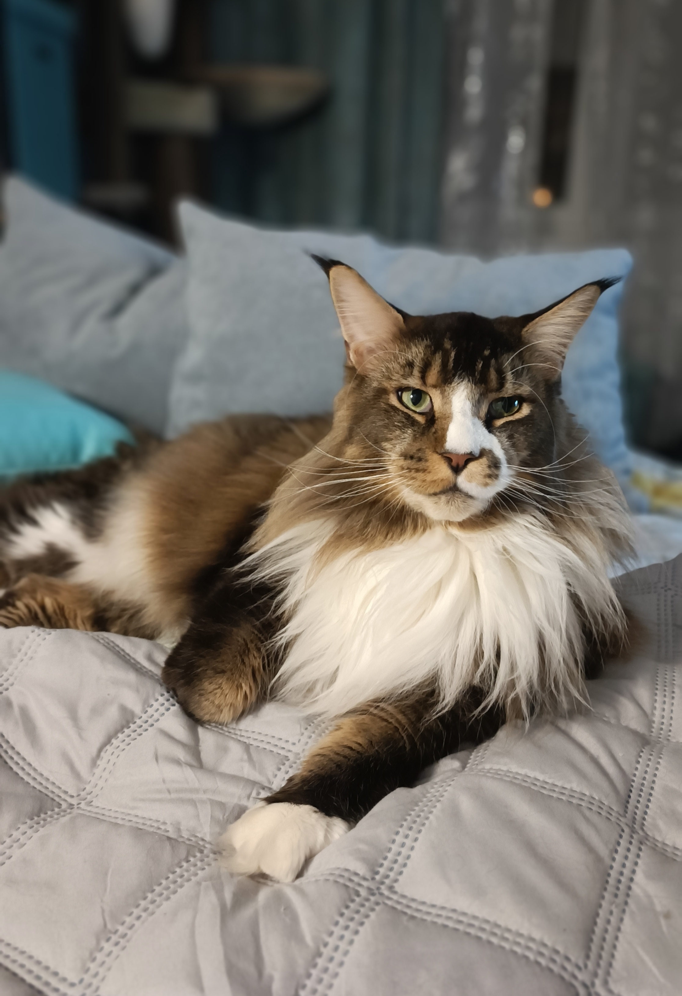 Фото питомца: коту Джокеру полтора года