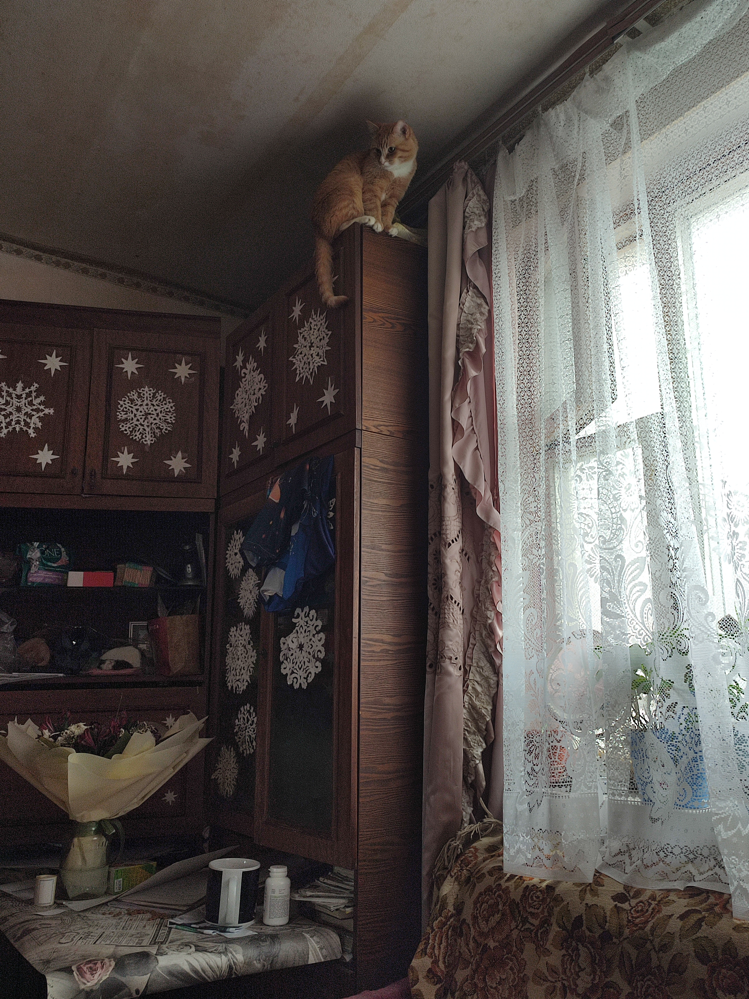 Фото питомца: кот Арсений Борисович осматривает свои владения