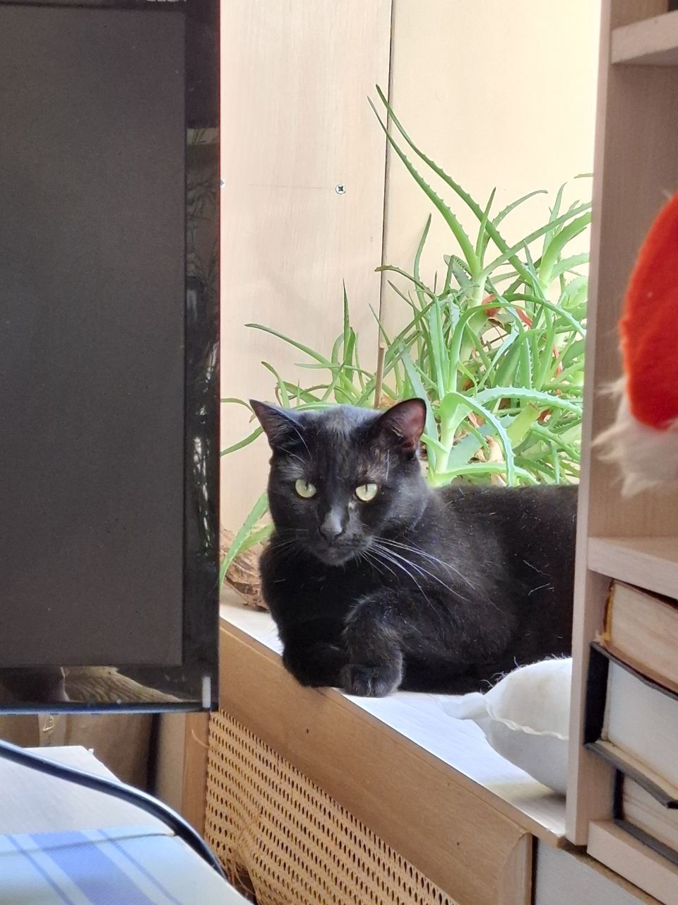 Фото питомца: кошка Луна и ее изящная лапка