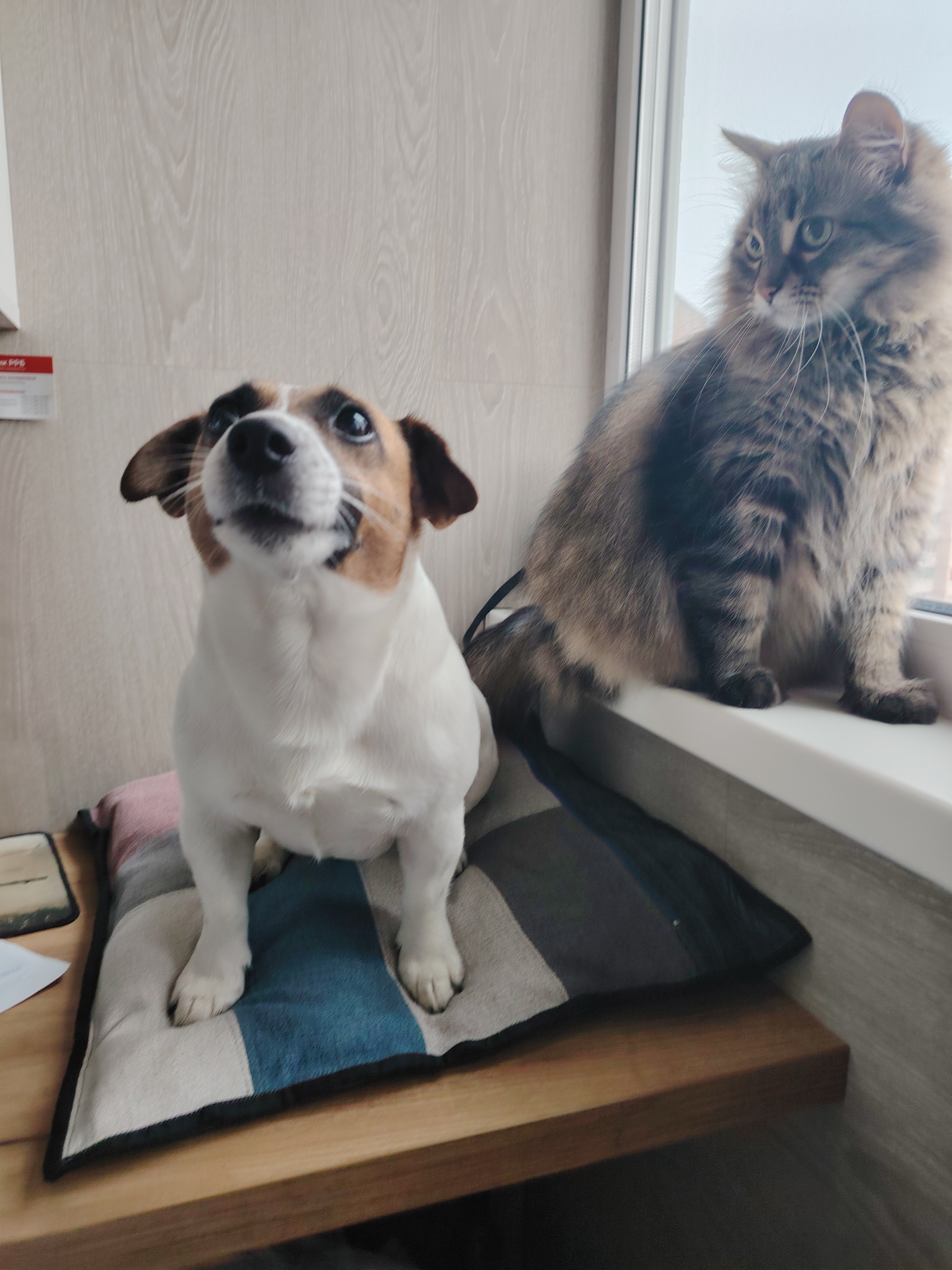 Фото питомцев: собака и кот сидят рядом