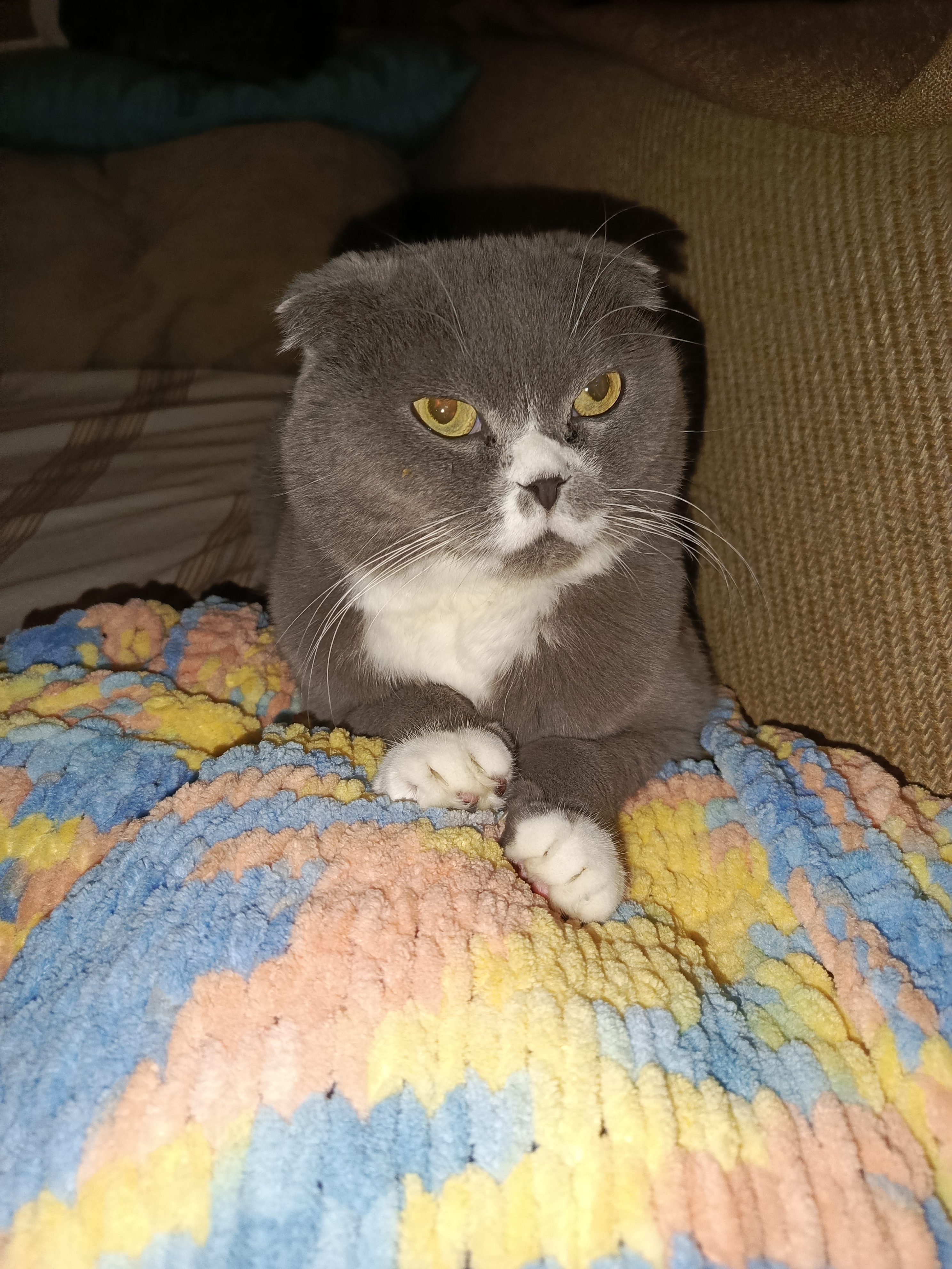 Фото питомца: кот отдыхает