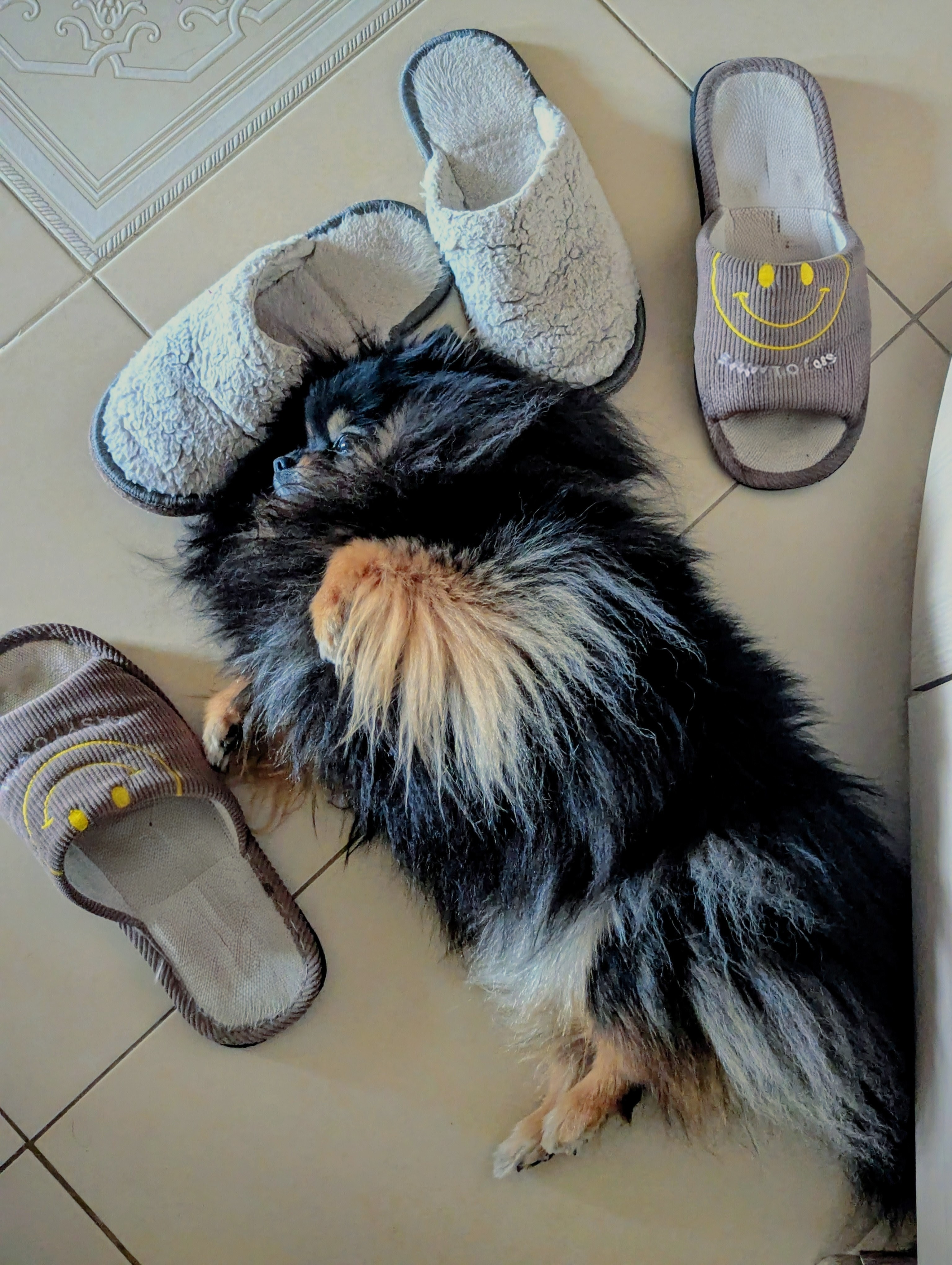 Фото питомца: шпиц Черника ждет хозяев