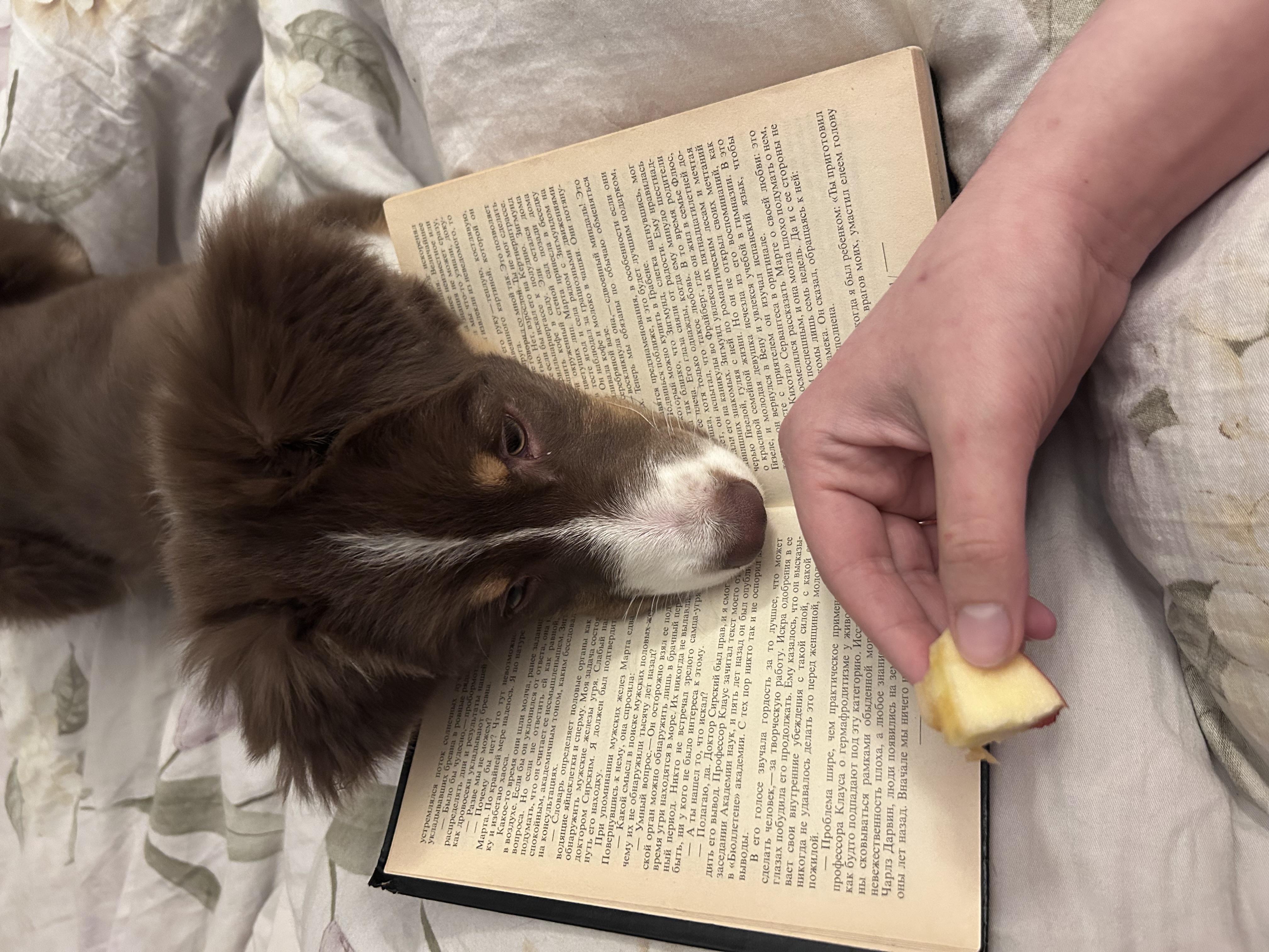 Гармония в хаосе или жизнь с щенком аусси