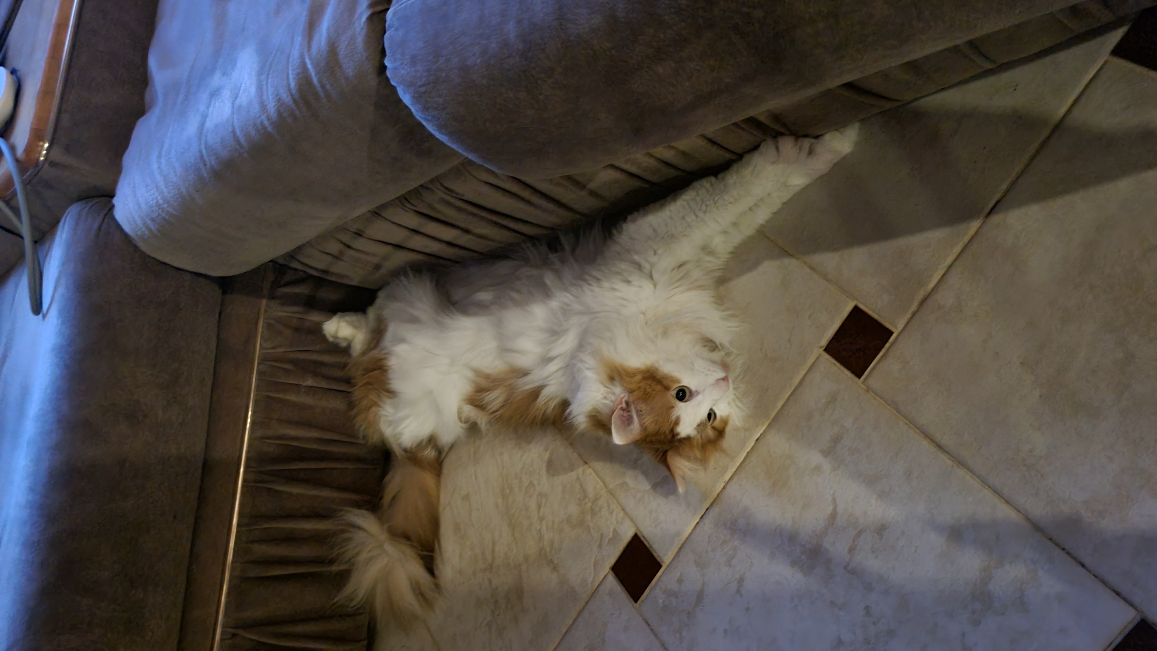 Фото питомца: кошка Мася лежит в самом теплом месте пола