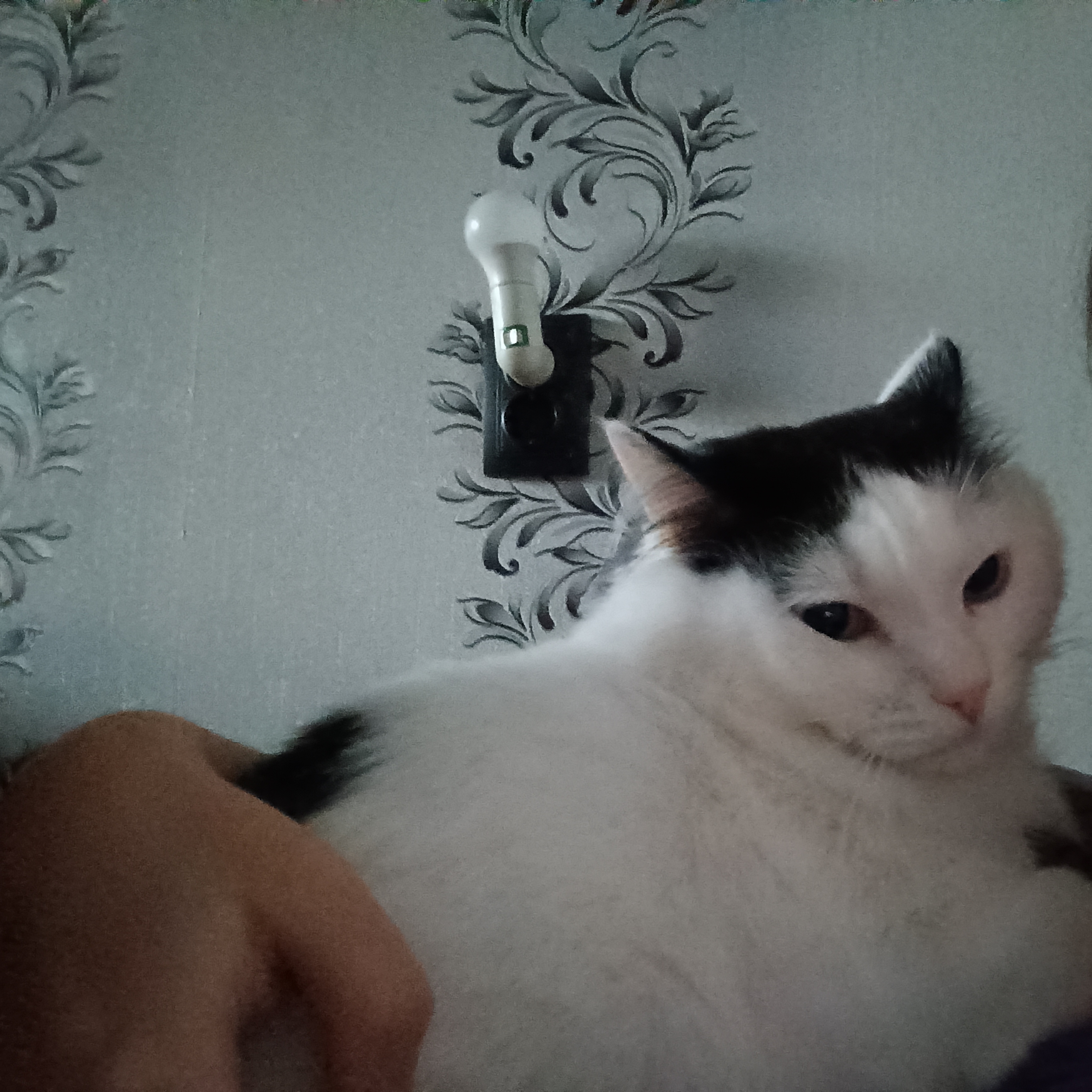 Фото питомца: кот Кракен чем-то недоволен