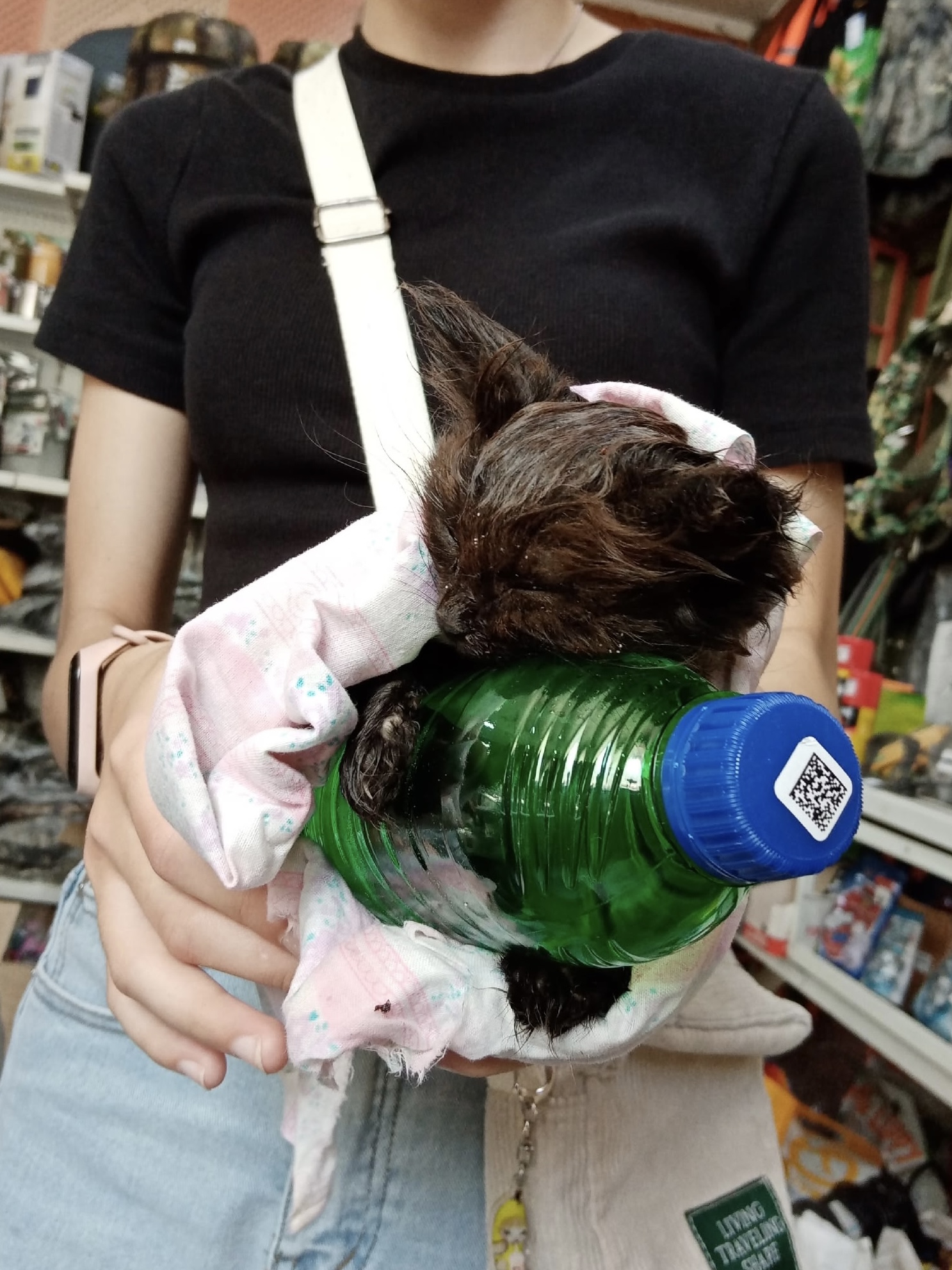 Моя сестра нашла в кустах пищащий комочек — и теперь у меня есть кошка Чмоня