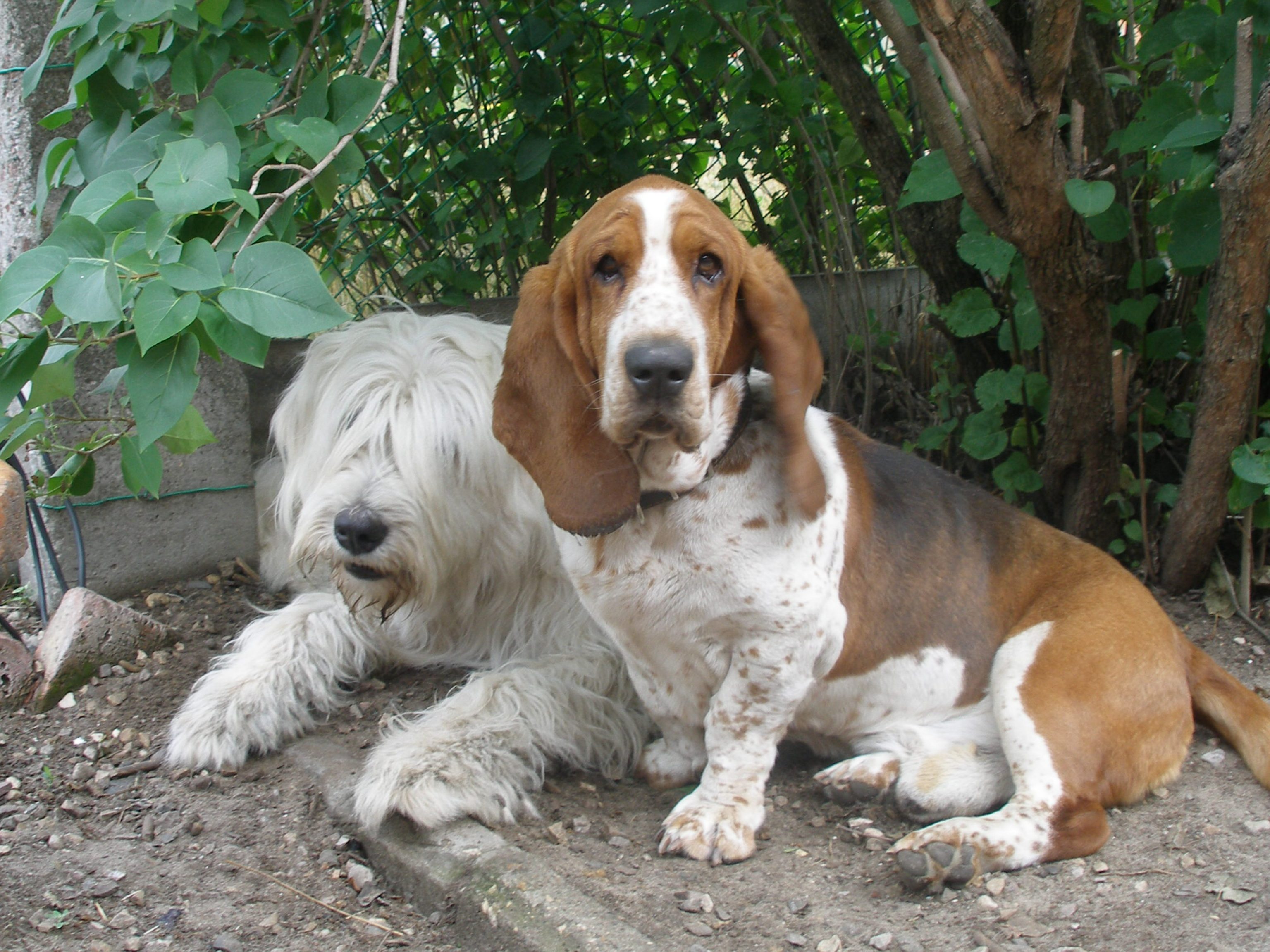 Мы забрали с улицы бассет-хаунда Моки, и он подружился с нашим псом Мартыном