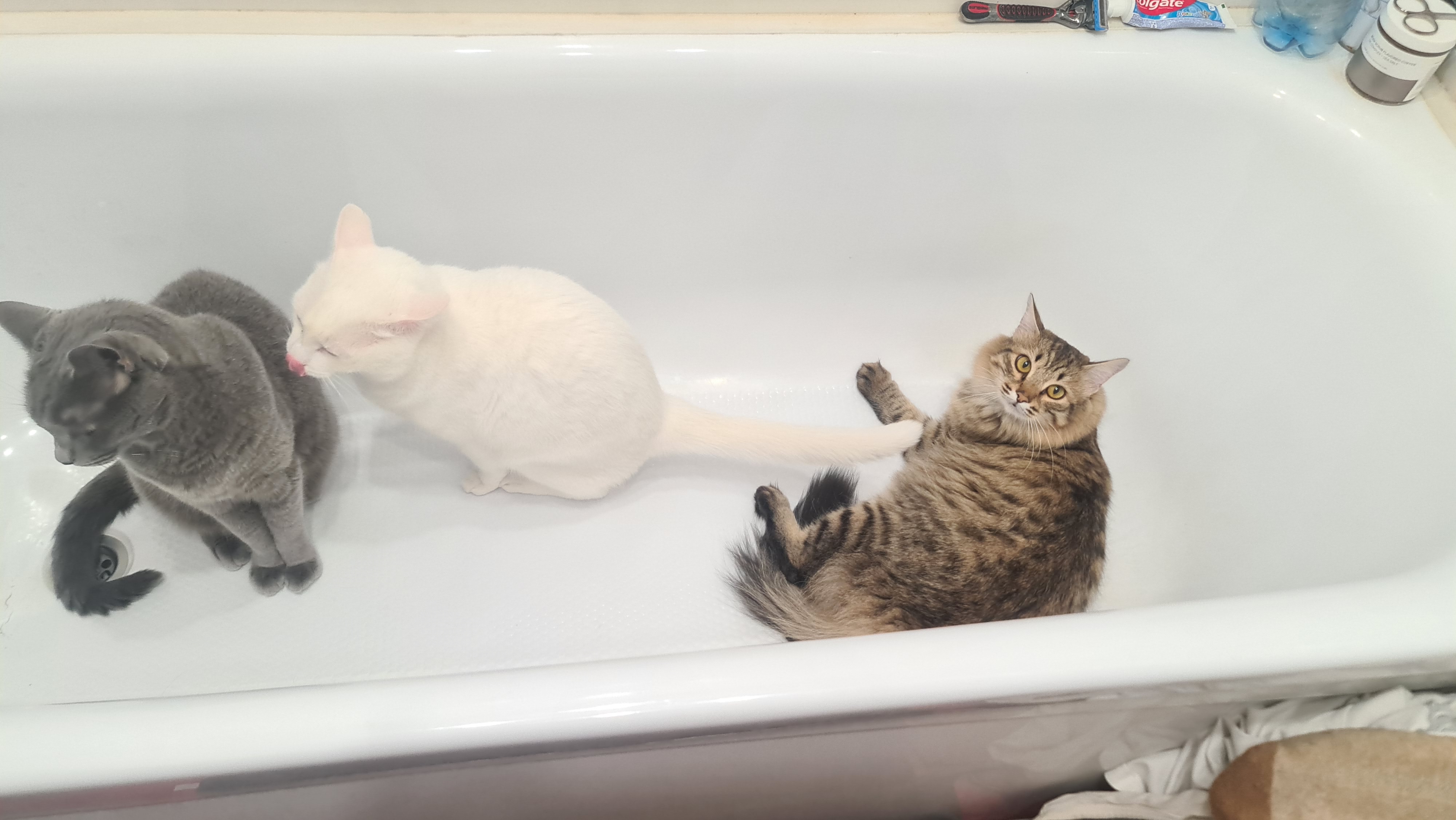 Фото питомцев: три кота забрались в ванну