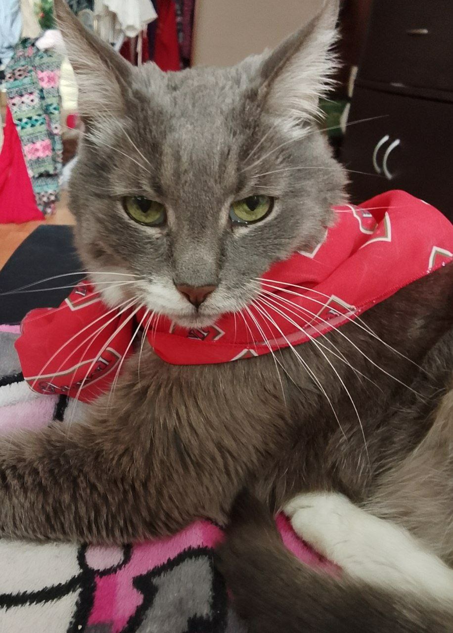 Фото питомца: кот Кузя — любимец нашей внучки Сонечки