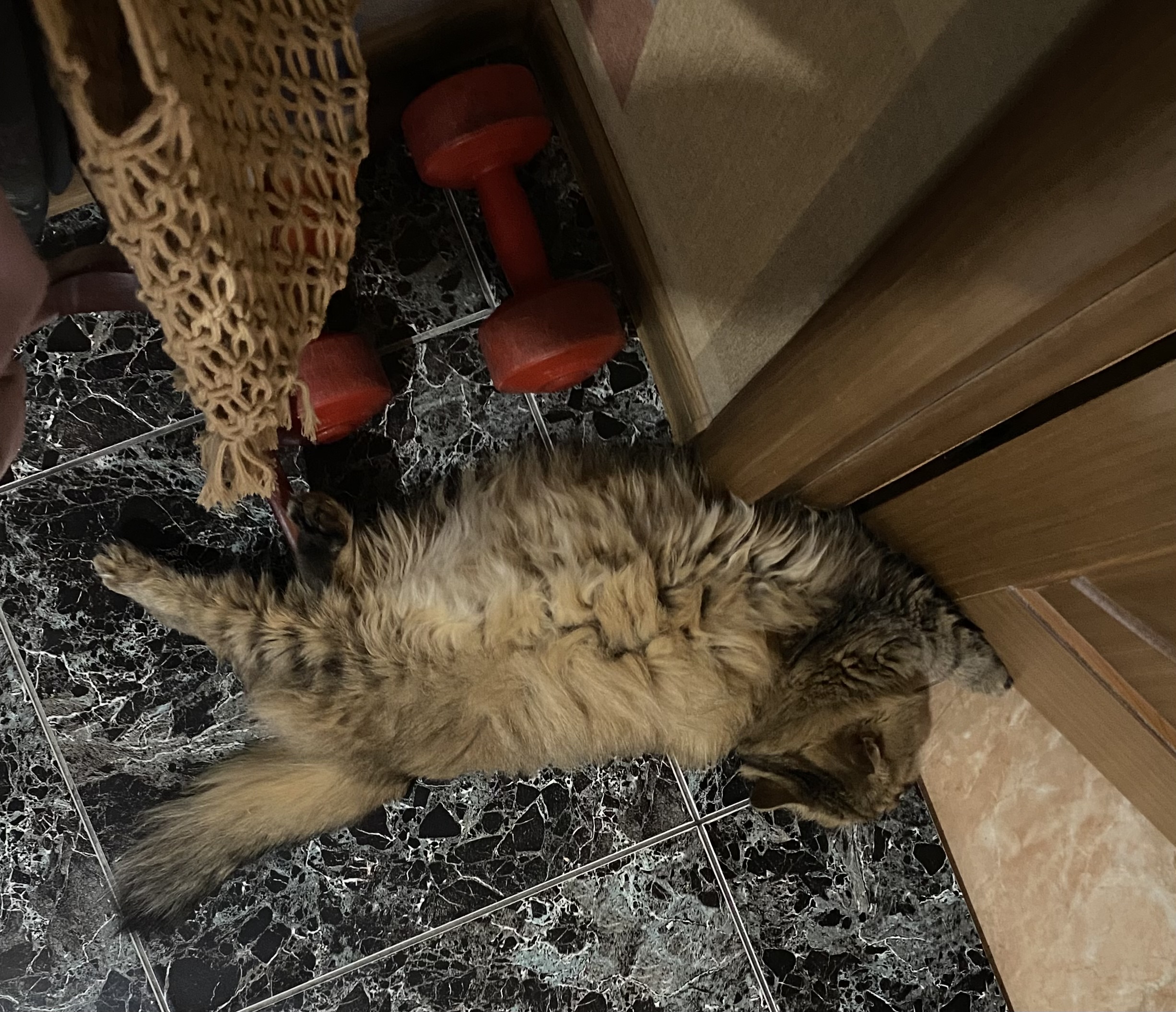 Фото питомца: кошка Туся начинает день с фитнеса