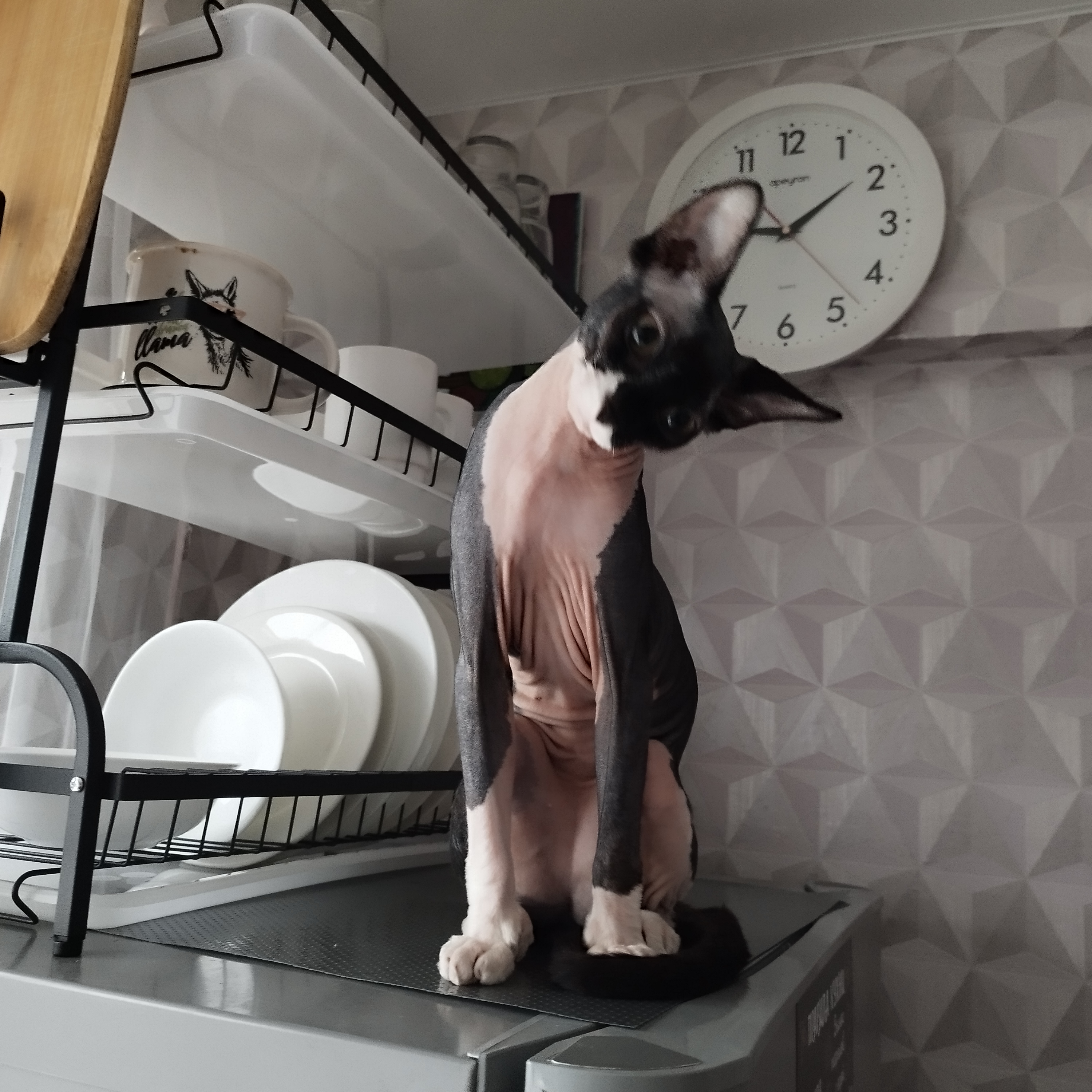 Фото питомца: сфинкс проказничает