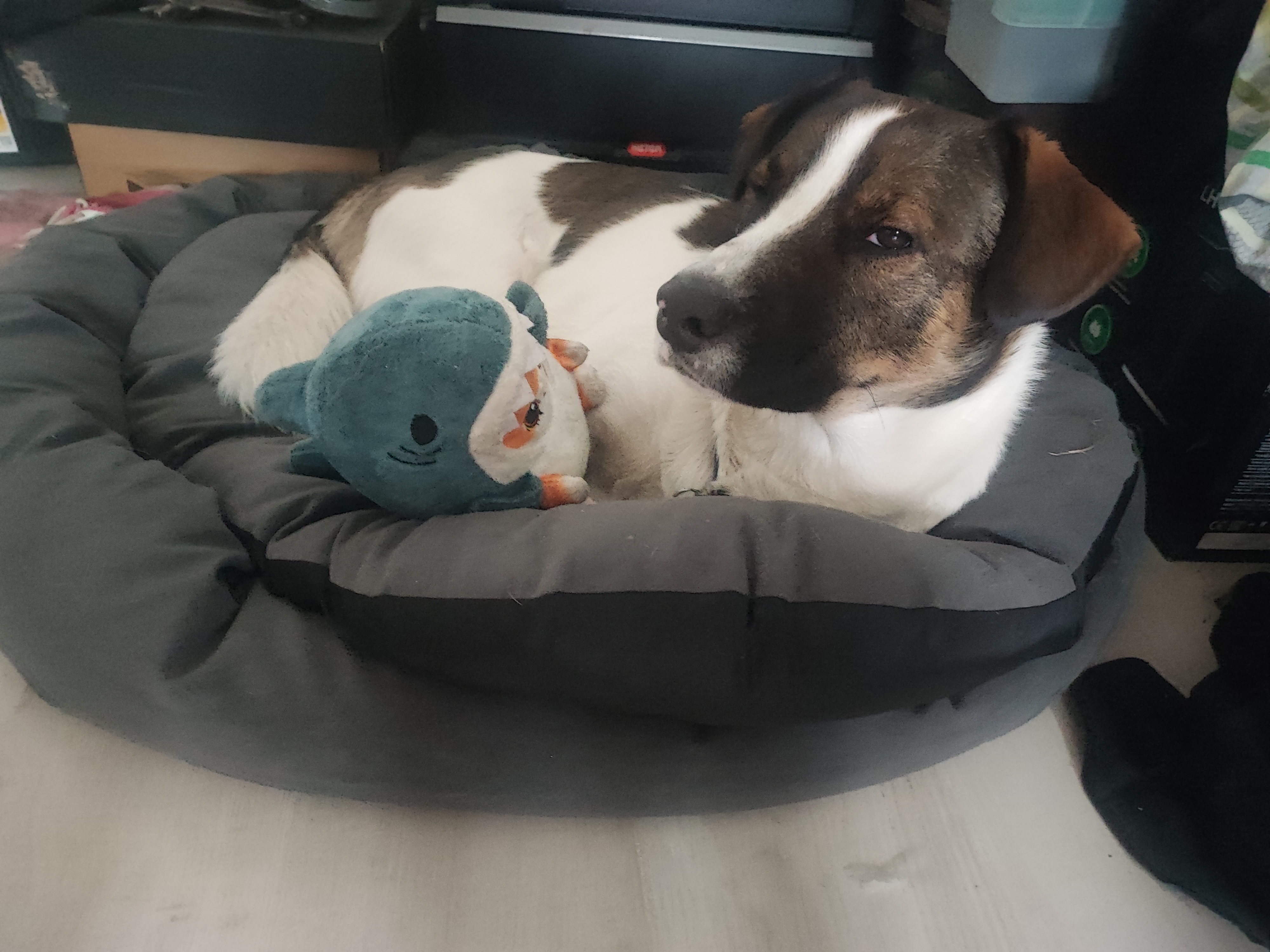 Я забрала щенка Кхарна из монастыря в Задонске