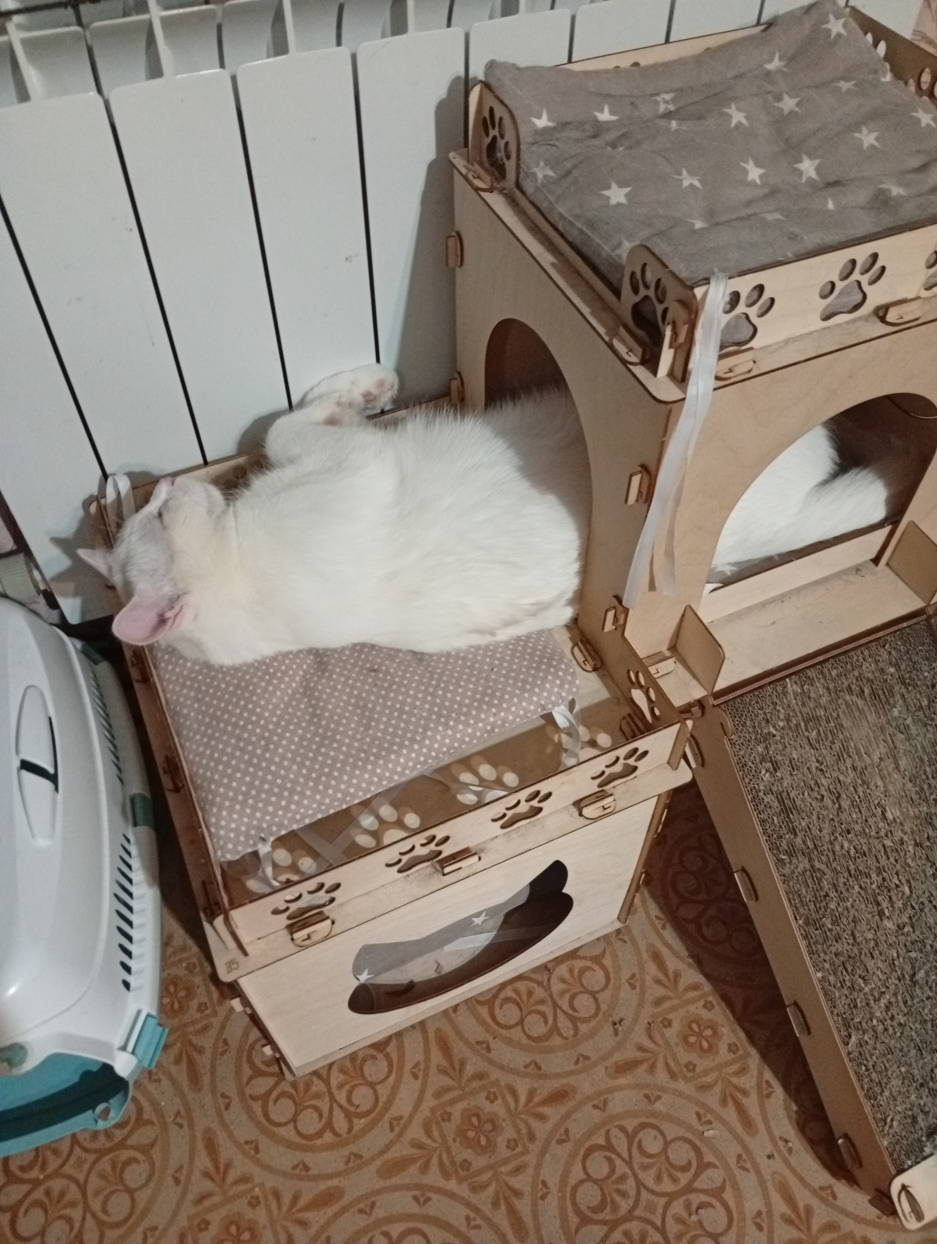 Фото питомца: кот Котя спит в домике