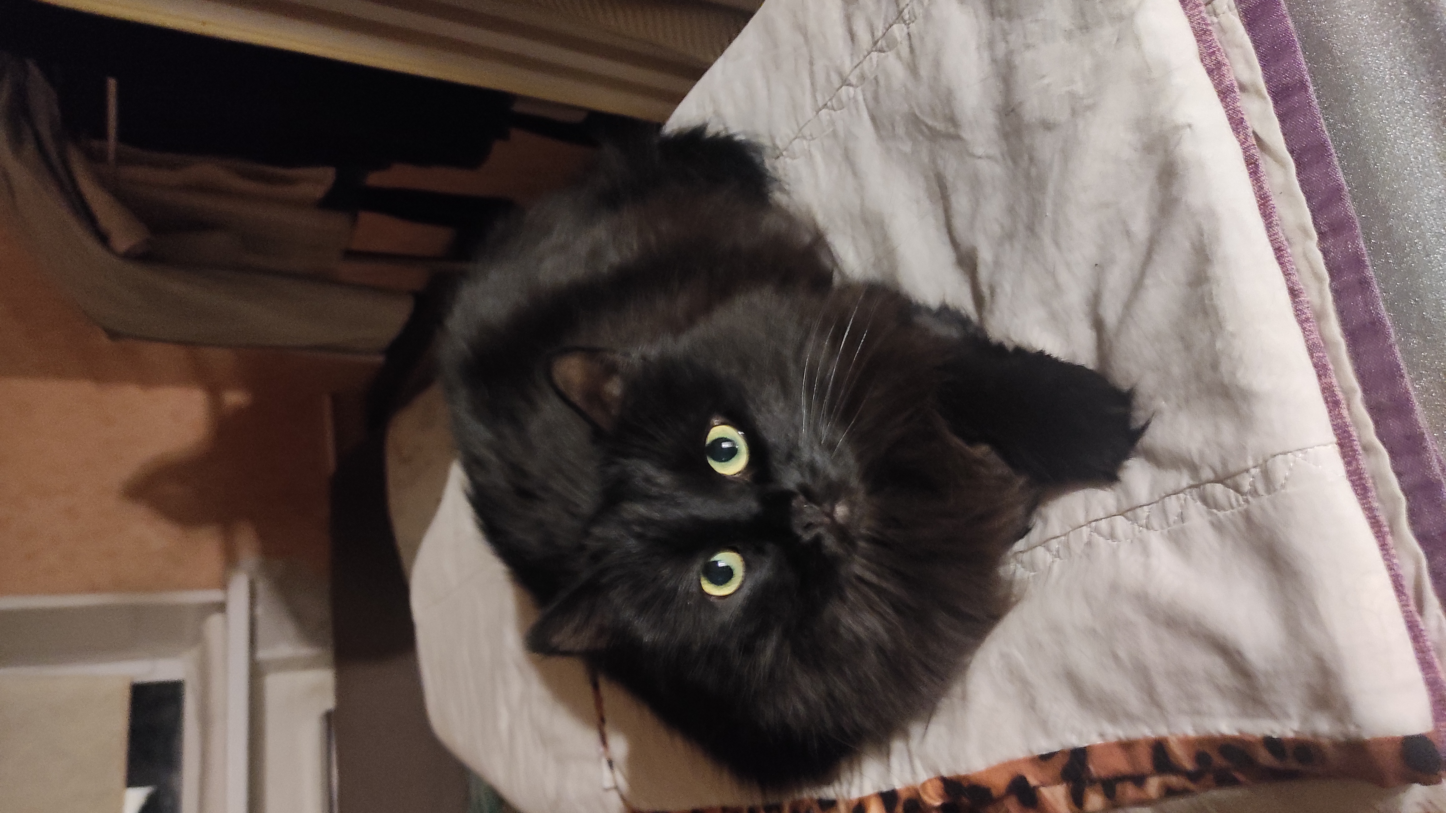 Фото питомца: наша кошка Баки