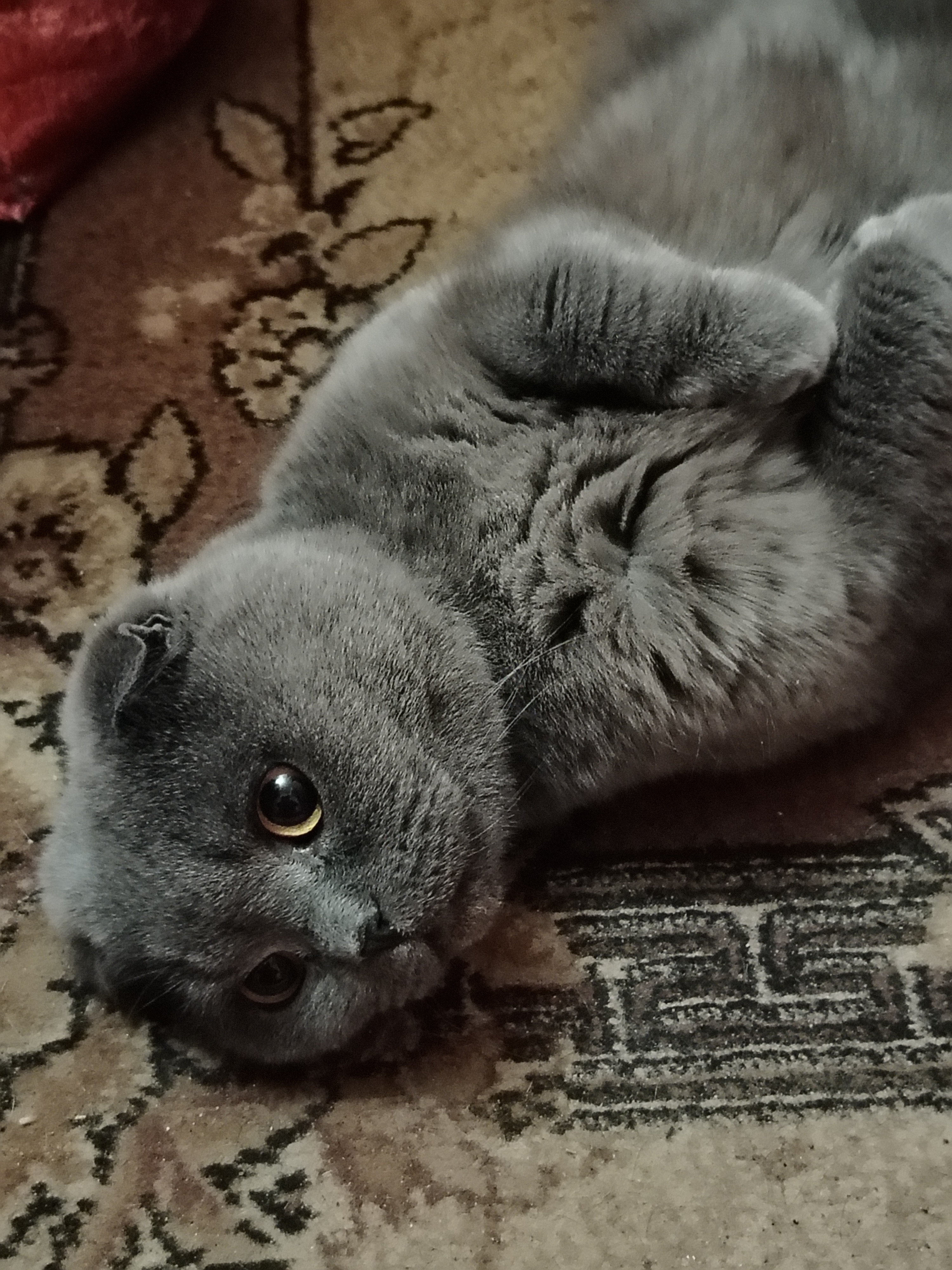 Фото питомца: кот Боня разлегся в прихожей