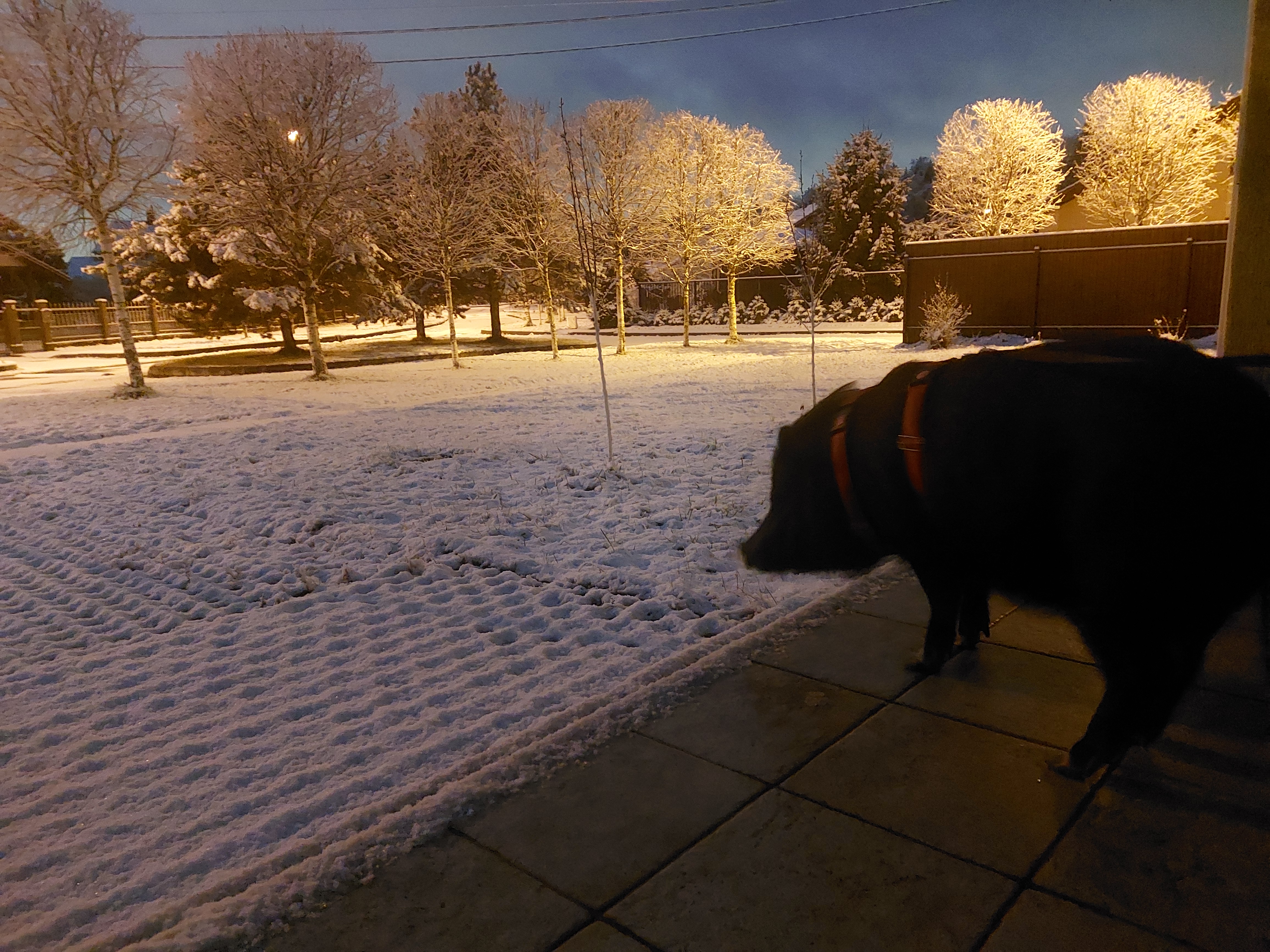 Фото питомца: кабан Пифагор отказывается гулять по холодной белой гадости