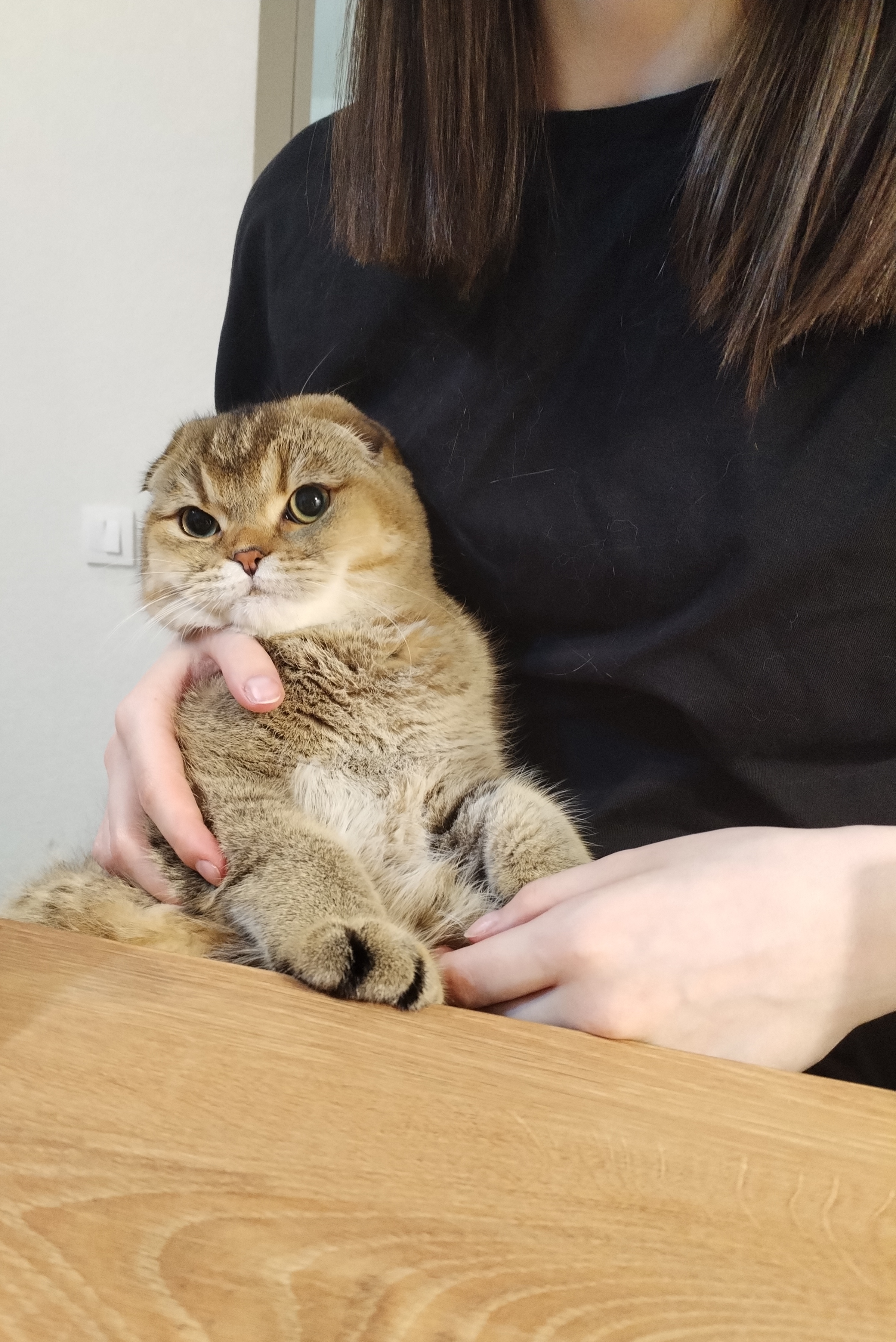 Фото питомца: кот Царь после трапезы