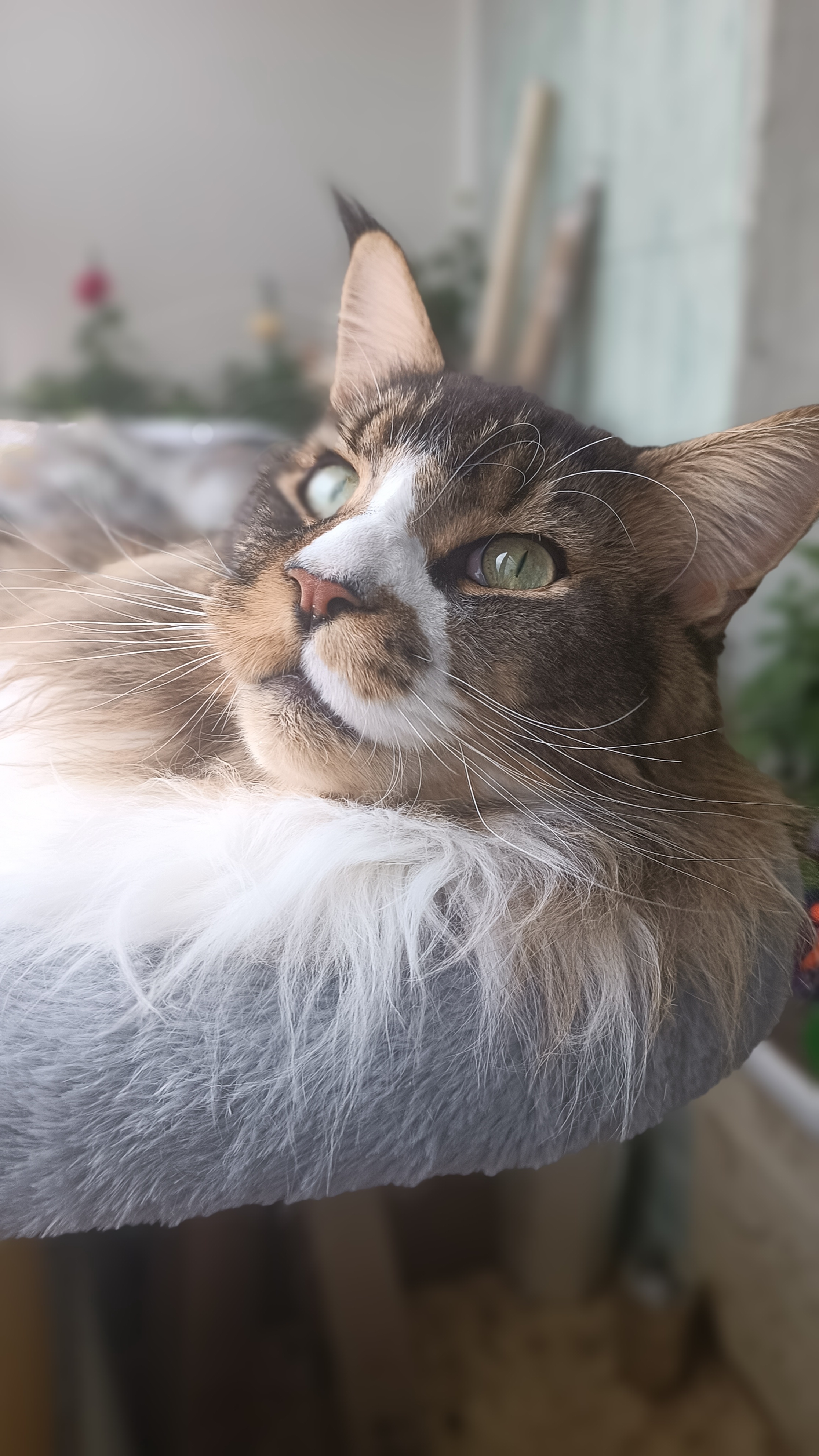 Фото питомца: кот Джокер отдыхает на балконе в гамаке