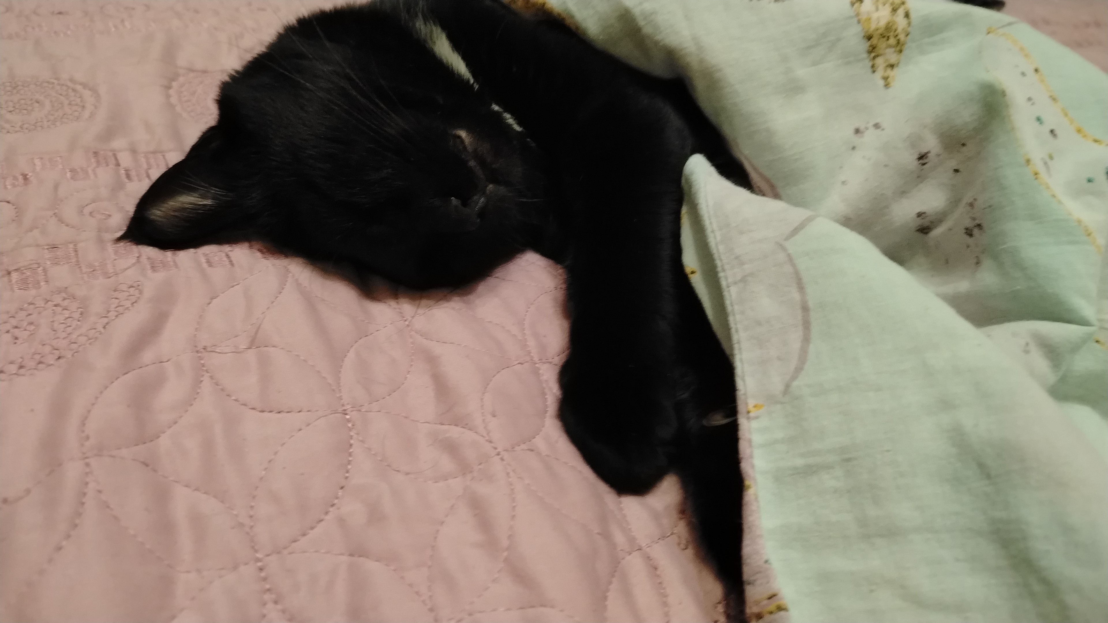 Фото питомца: кот Мурма спит под теплым одеялом после прогулки на балконе при –15