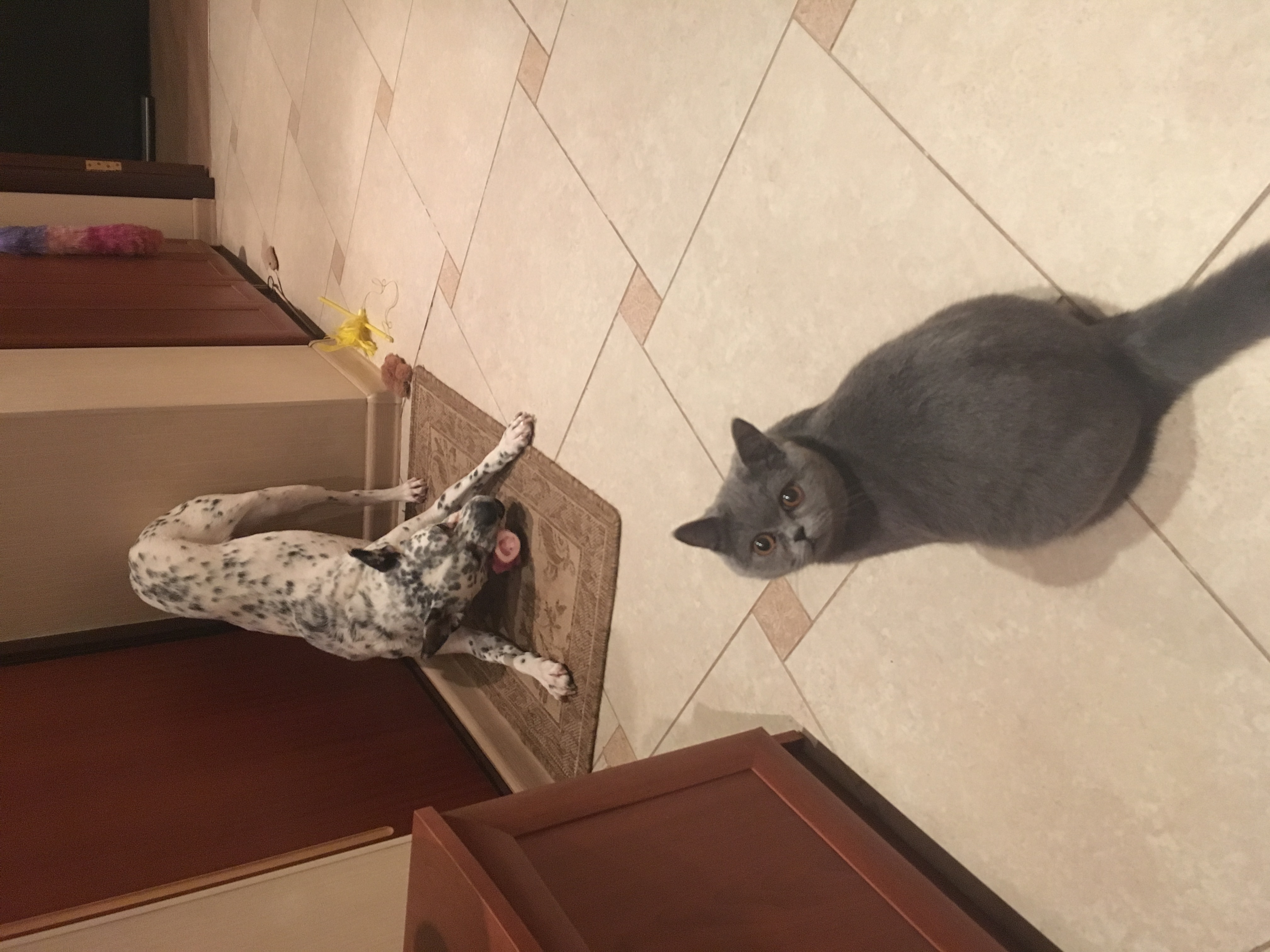 Фото питомцев: пес Сэм не дает косточку кошке Айрис