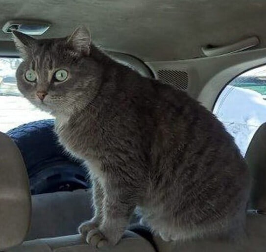 Фото питомца: кот Кекс, который привык все контролировать