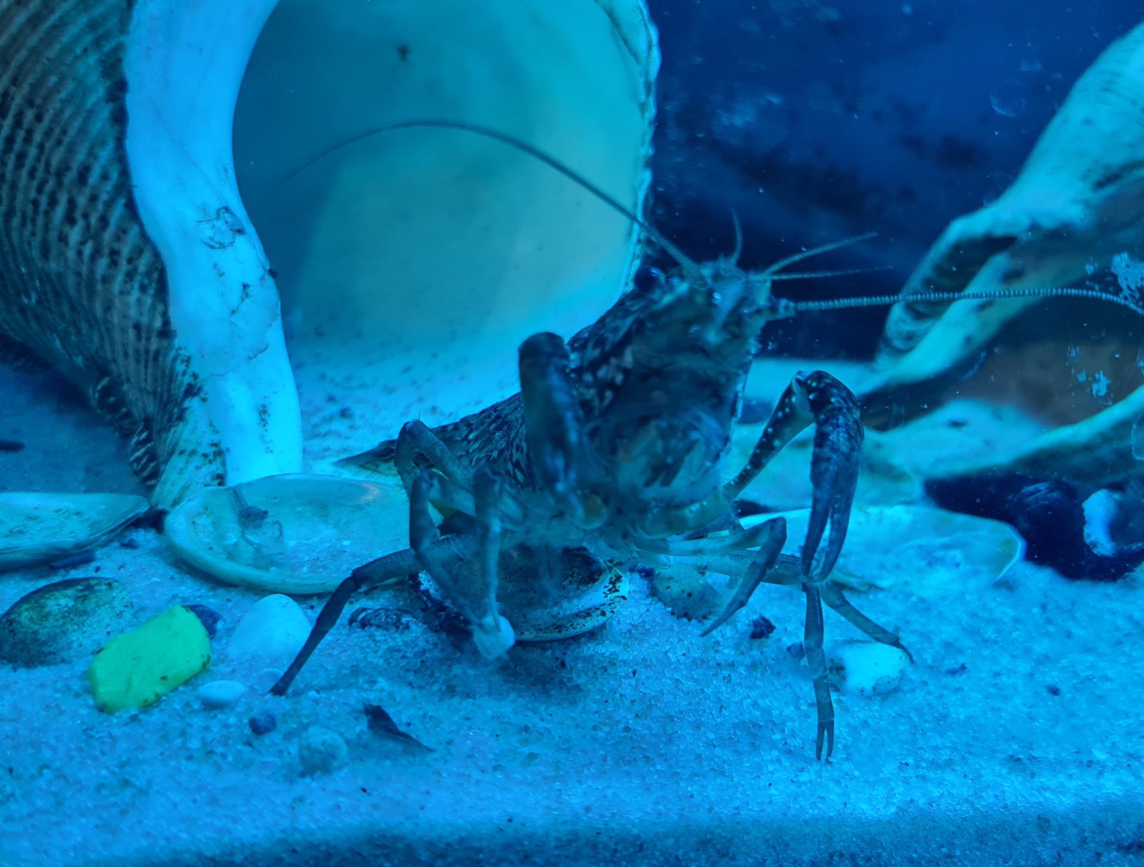 Фото питомца: рак и его дети