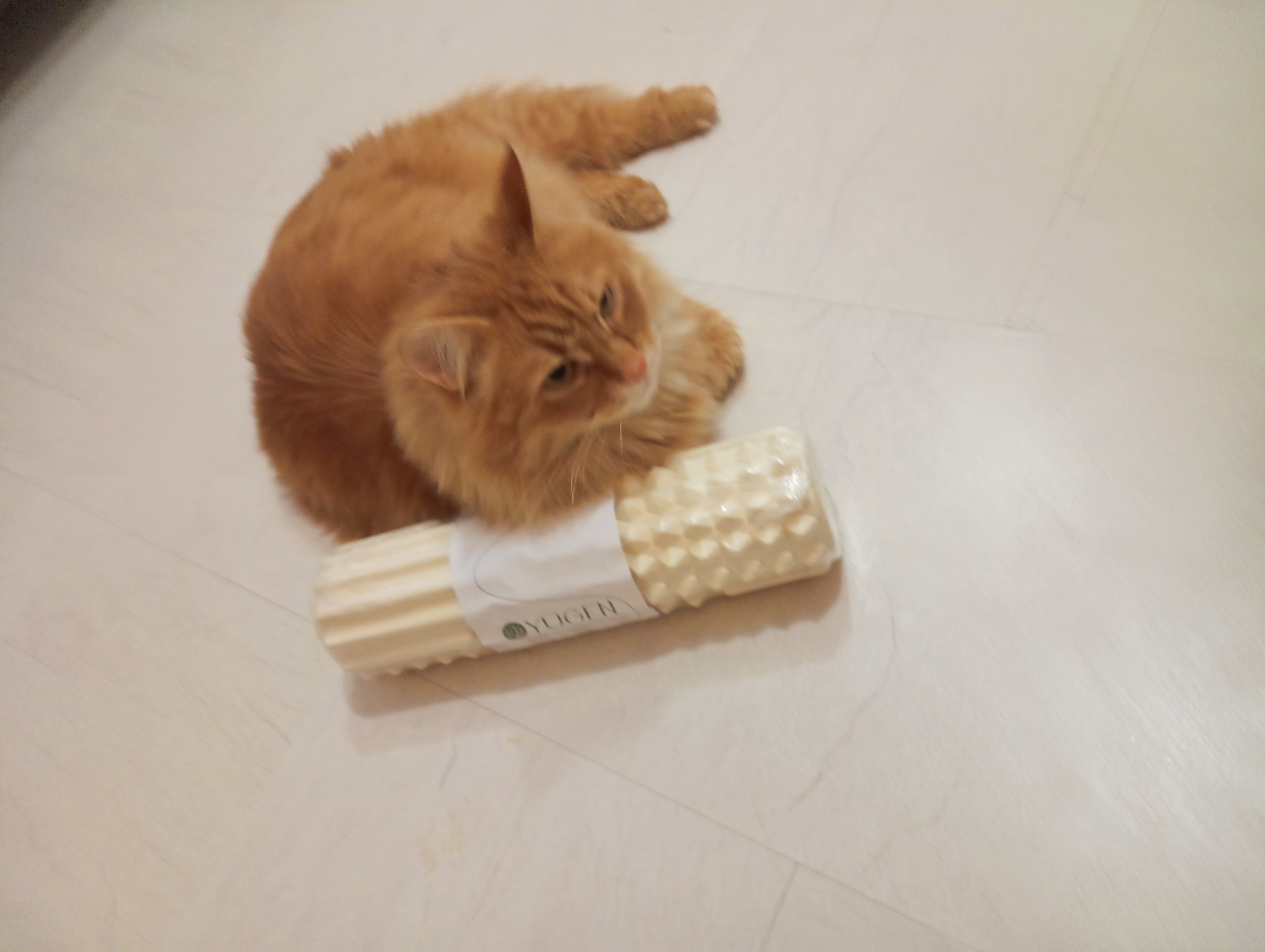 Фото питомца: кот Бельчонок занимается йогой и обнимает хозяйку