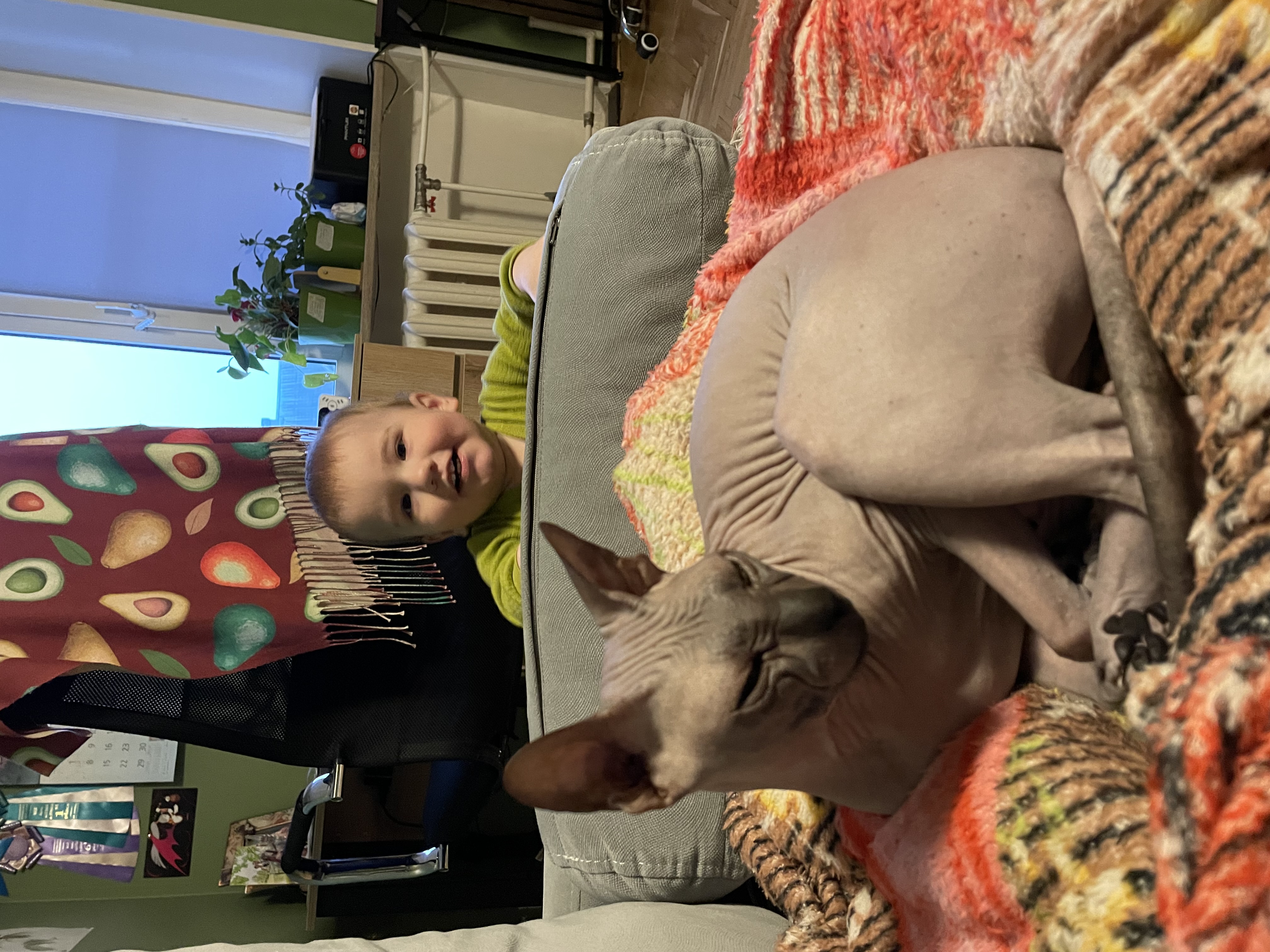 Фото питомца: донской сфинкс Луша превратился в интроверта после праздников