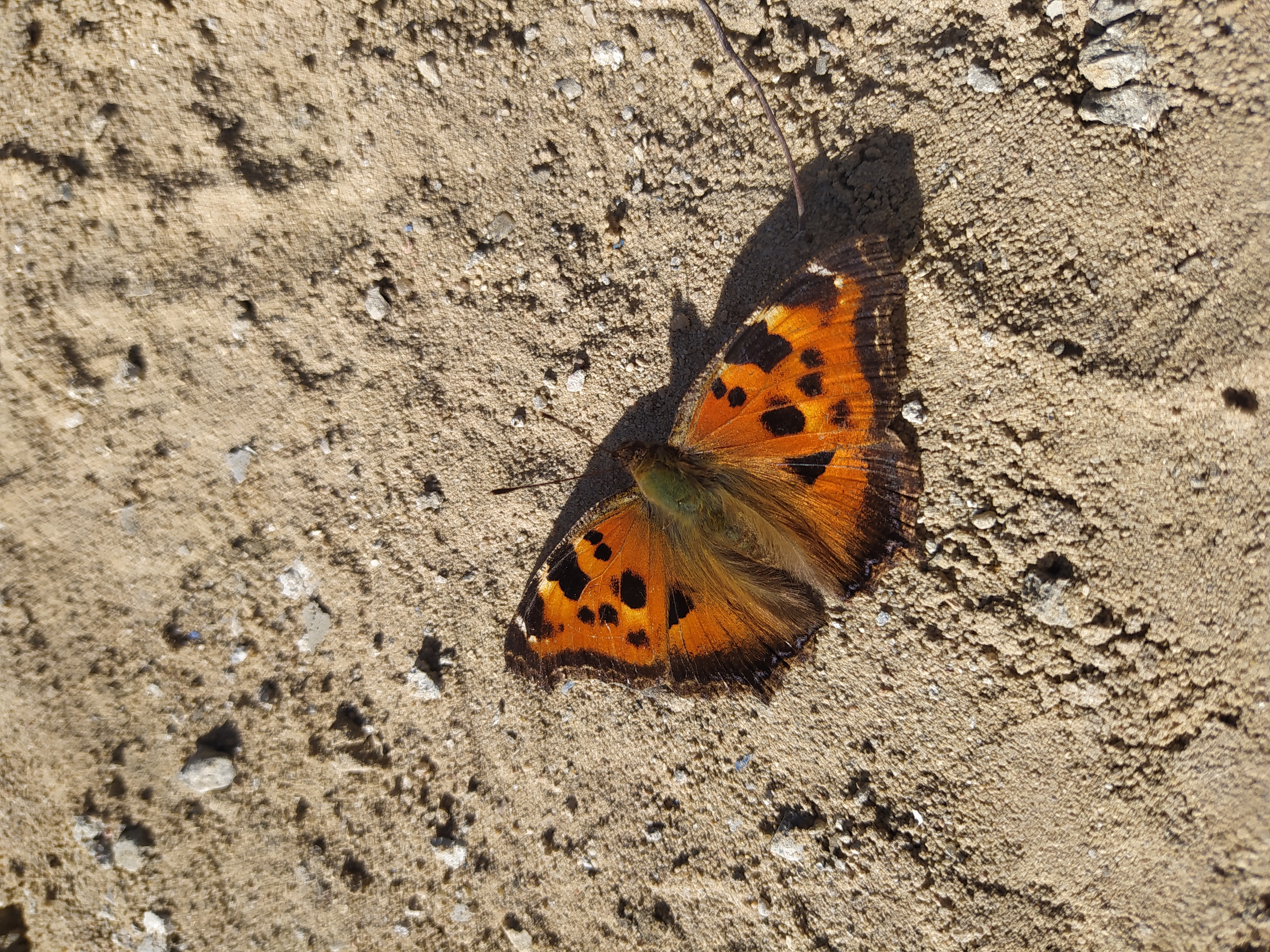 Какие три странности московской весны я заметил