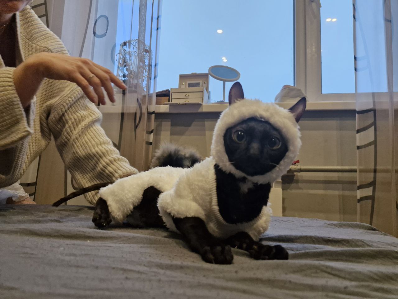 Фото питомца: кошка Буся примеряет новый кафтанчик