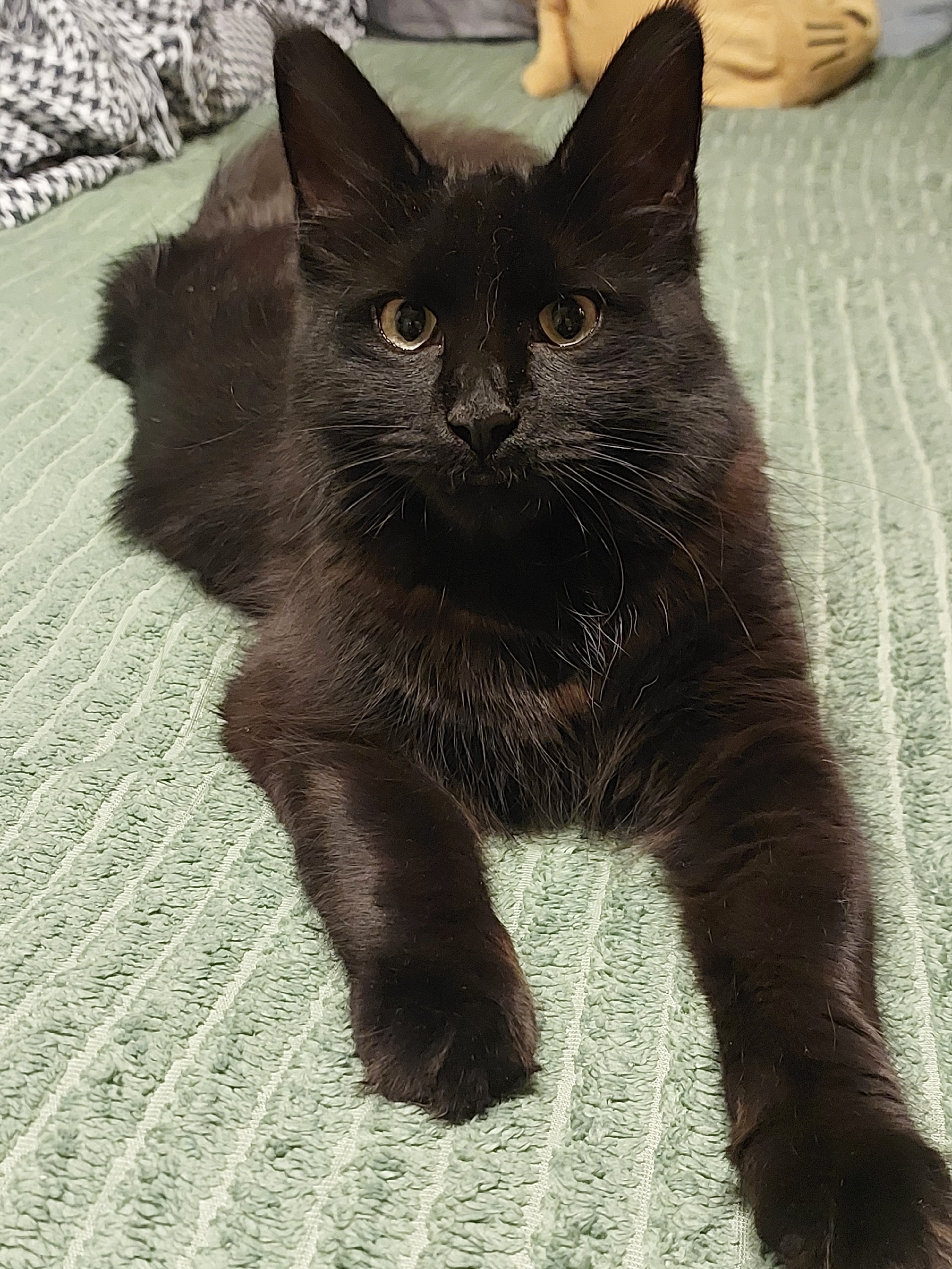 Фото питомца: кошка Клео отдыхает после вкусного обеда