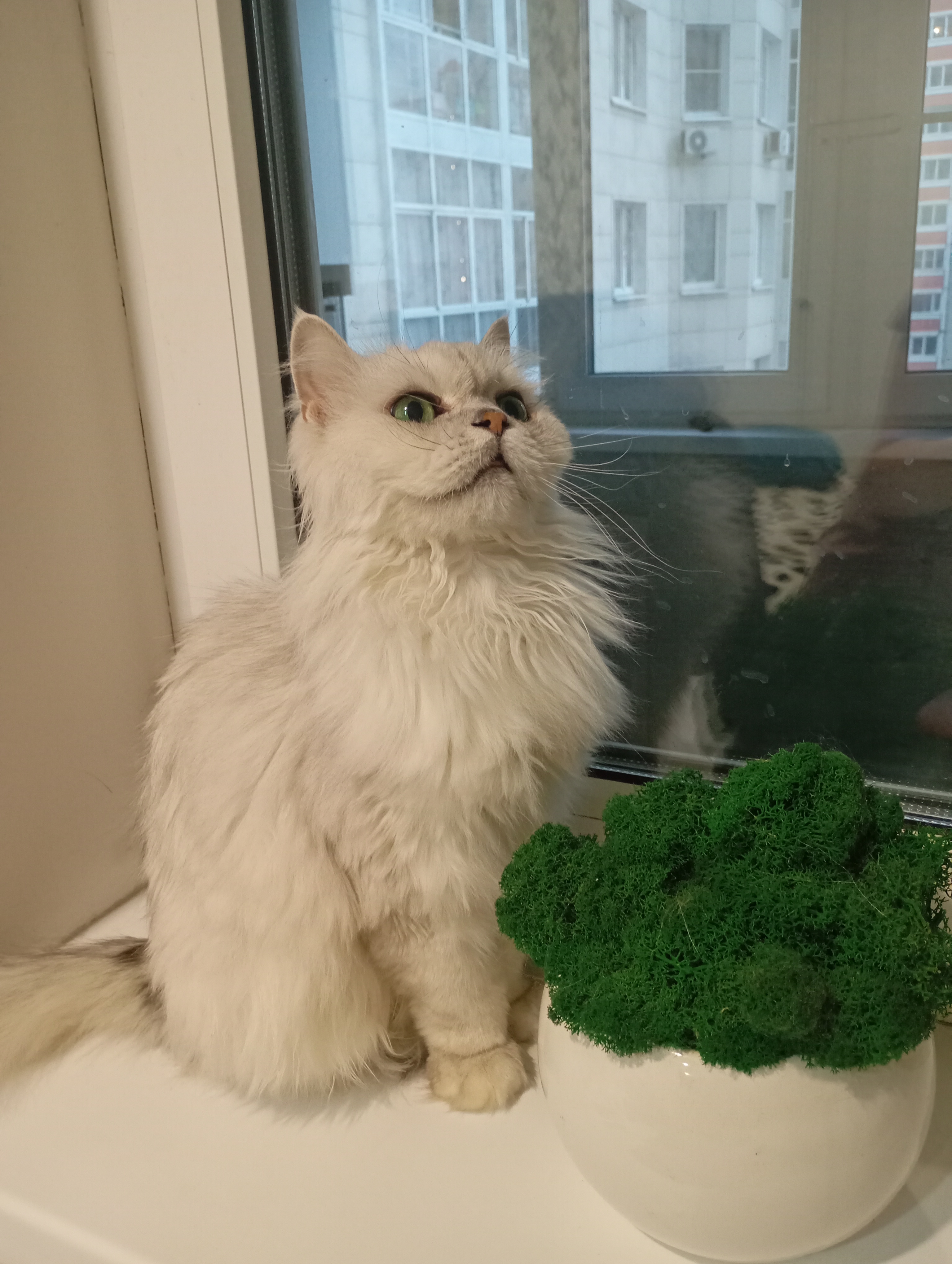 Фото питомца: кошка Милка позирует на подоконнике