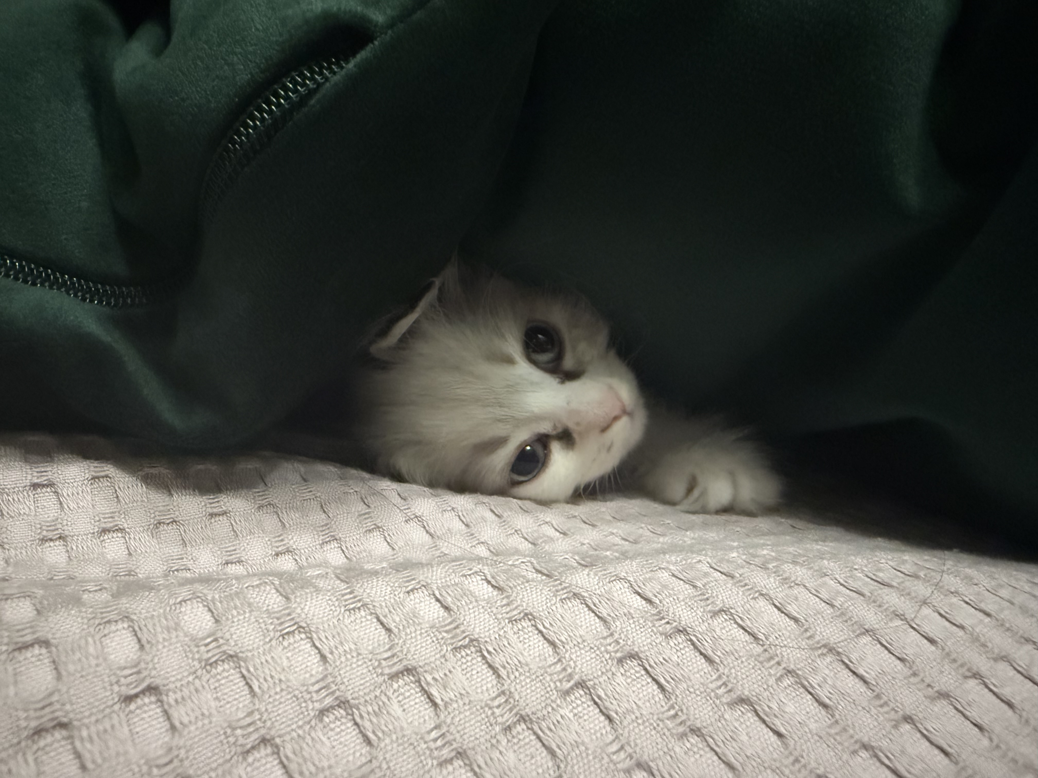 Фото питомца: кошка Ириска притаилась под подушкой