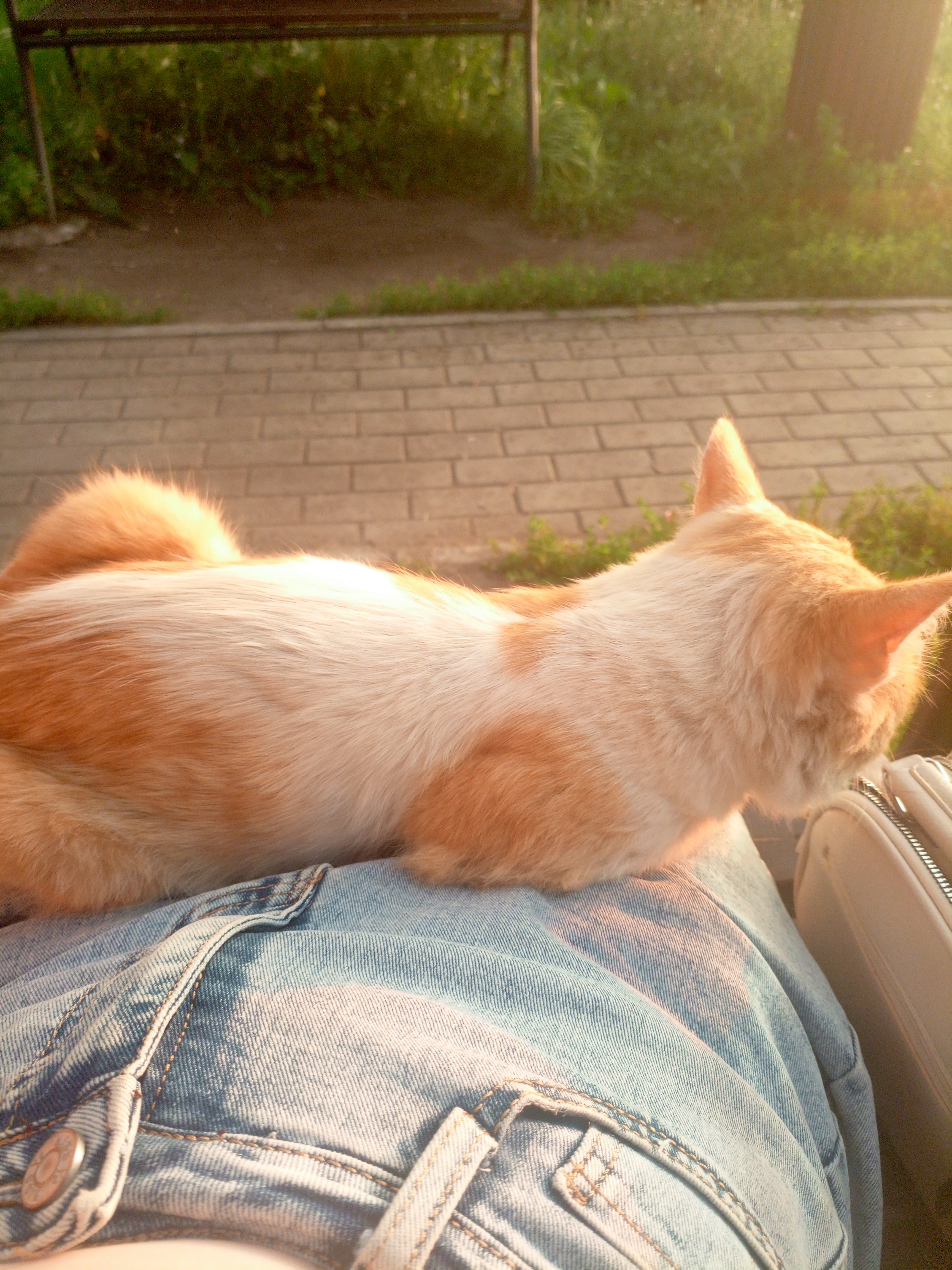 Фото питомца: бездомная кошка сама меня нашла