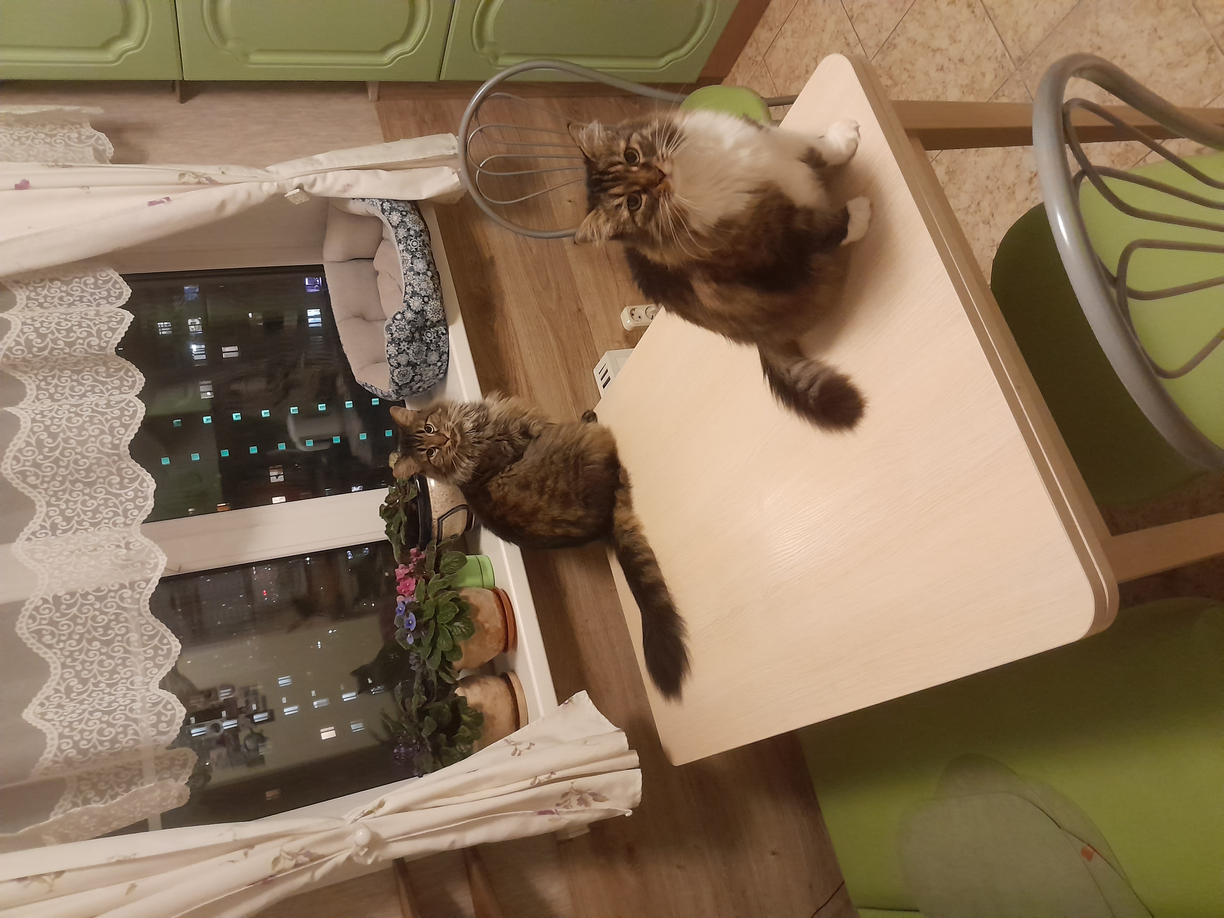 Фото питомцев: коты сидят на столе