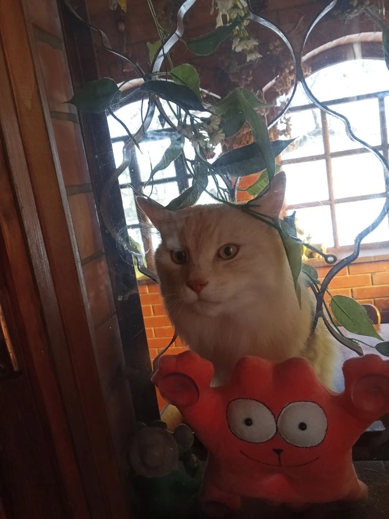 Фото питомцев: курильские бобтейлы Батон и Барон сидят каждый на своем окне