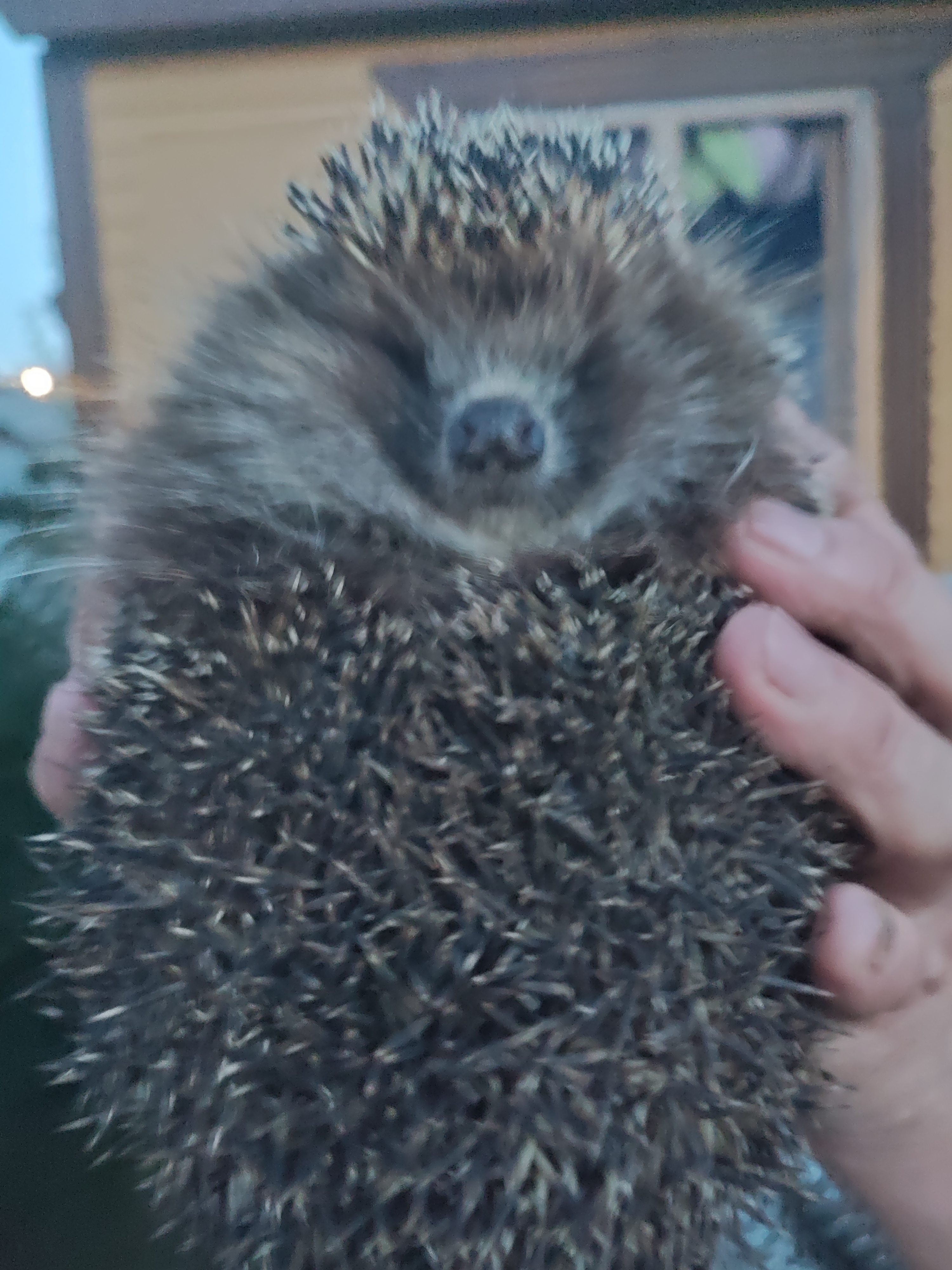 Фото питомцев: ежик и кот Арсений