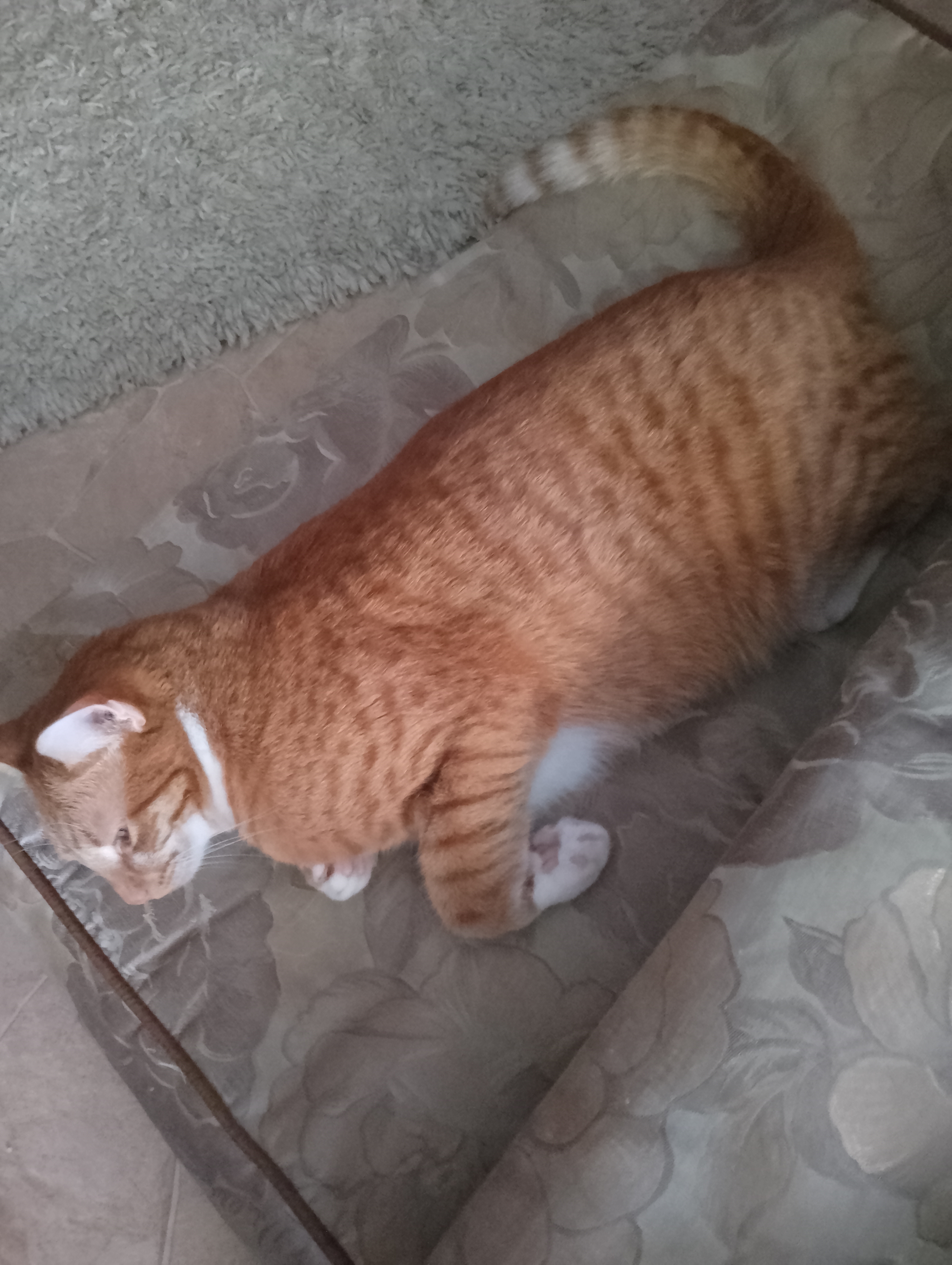 Фото питомца: кот Рыжуль Пивасик отдыхает после новогодней ночи