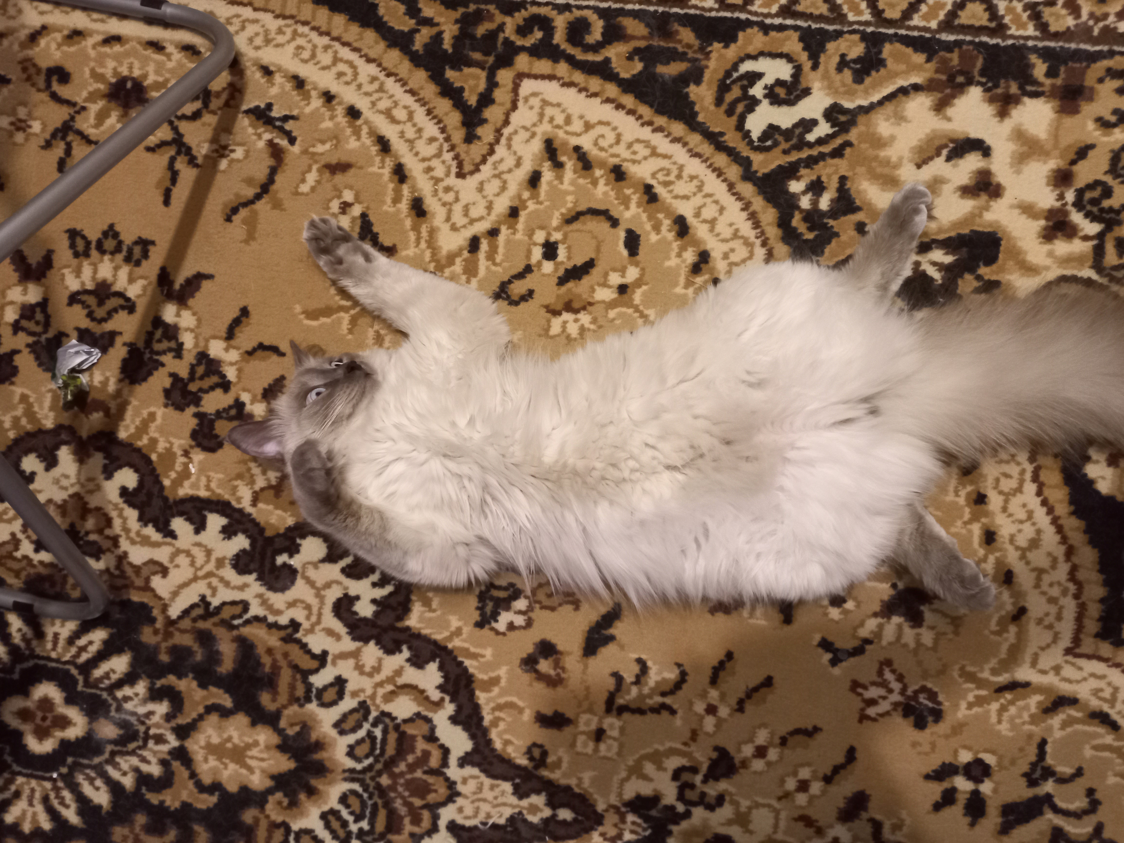 Фото питомца: кот Сеня отдыхает