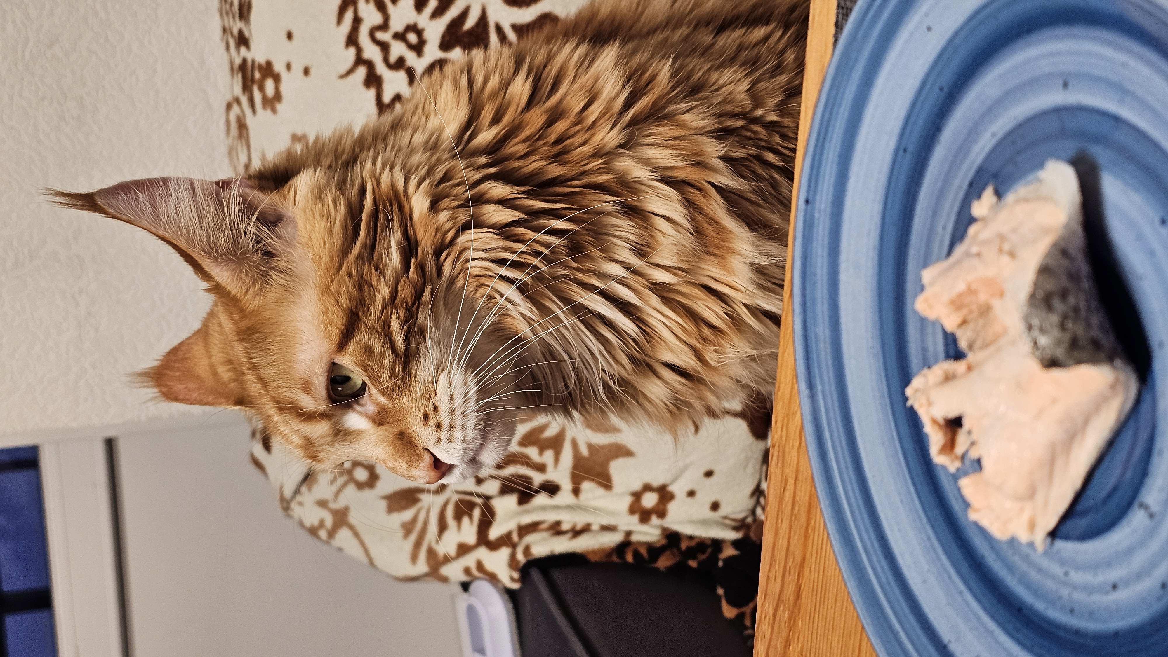 Фото питомца: кот Риди любит красть еду со стола